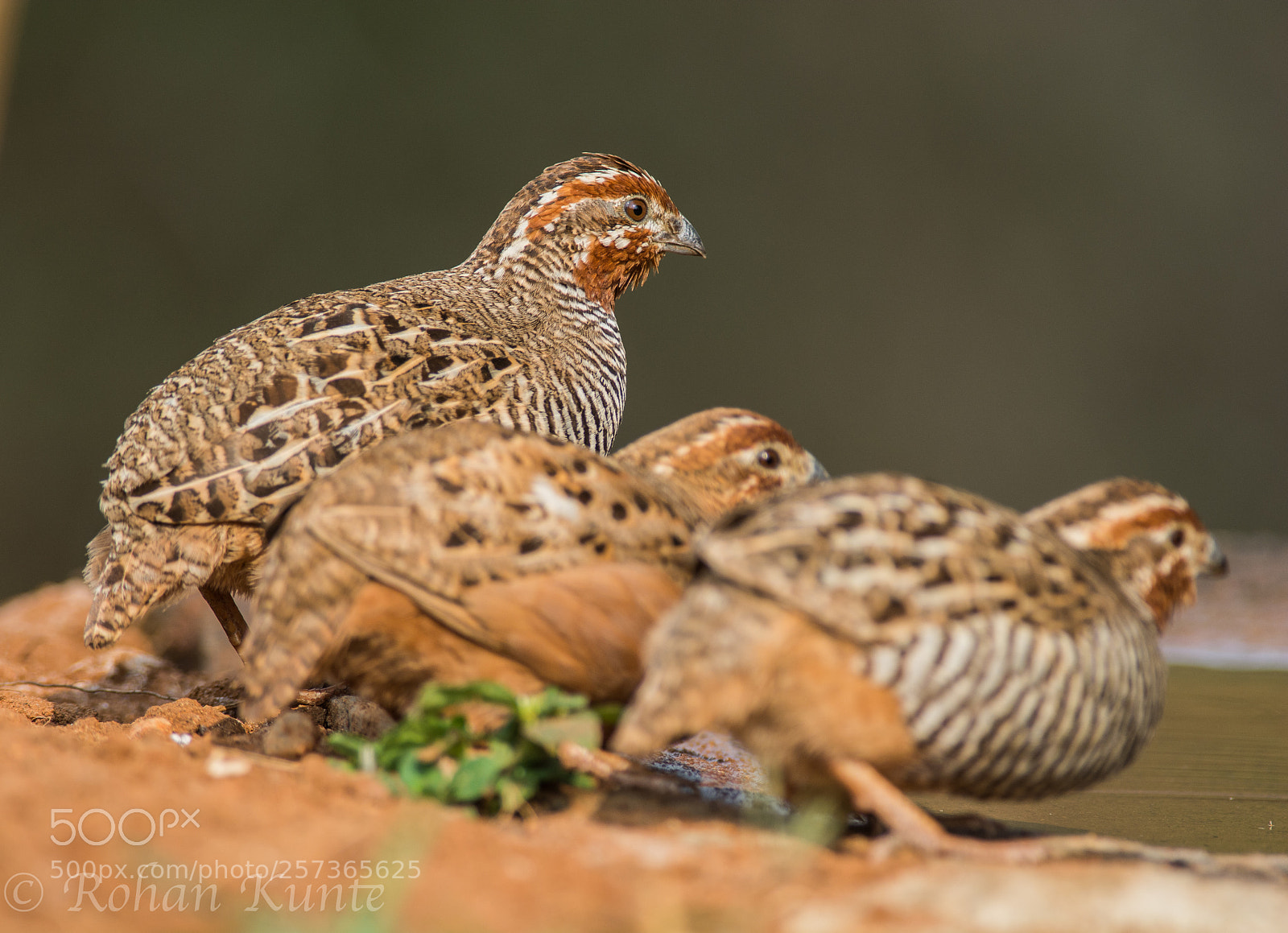 Nikon D7100 sample photo. Jungle bush quail family photography
