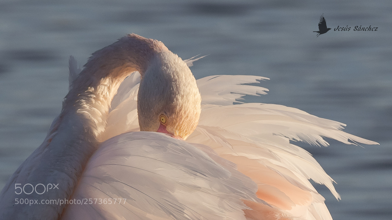 Canon EOS 7D Mark II sample photo. Flamenco com n phoenicopterus photography