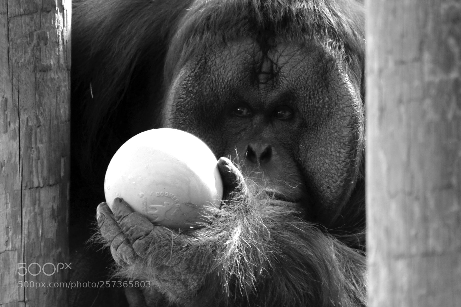 Canon EOS 750D (EOS Rebel T6i / EOS Kiss X8i) sample photo. Orangutan 8559 photography