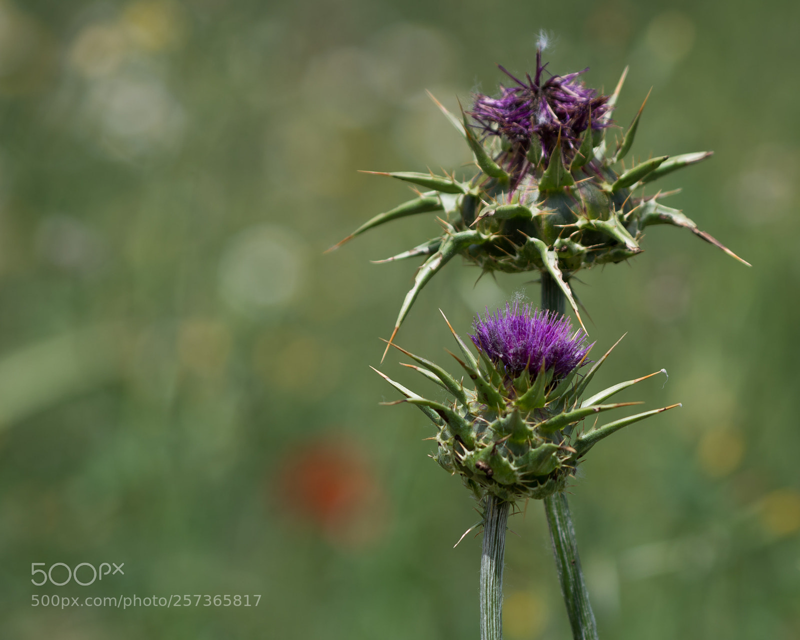 Pentax K-5 II sample photo. Chardons en fleurs photography