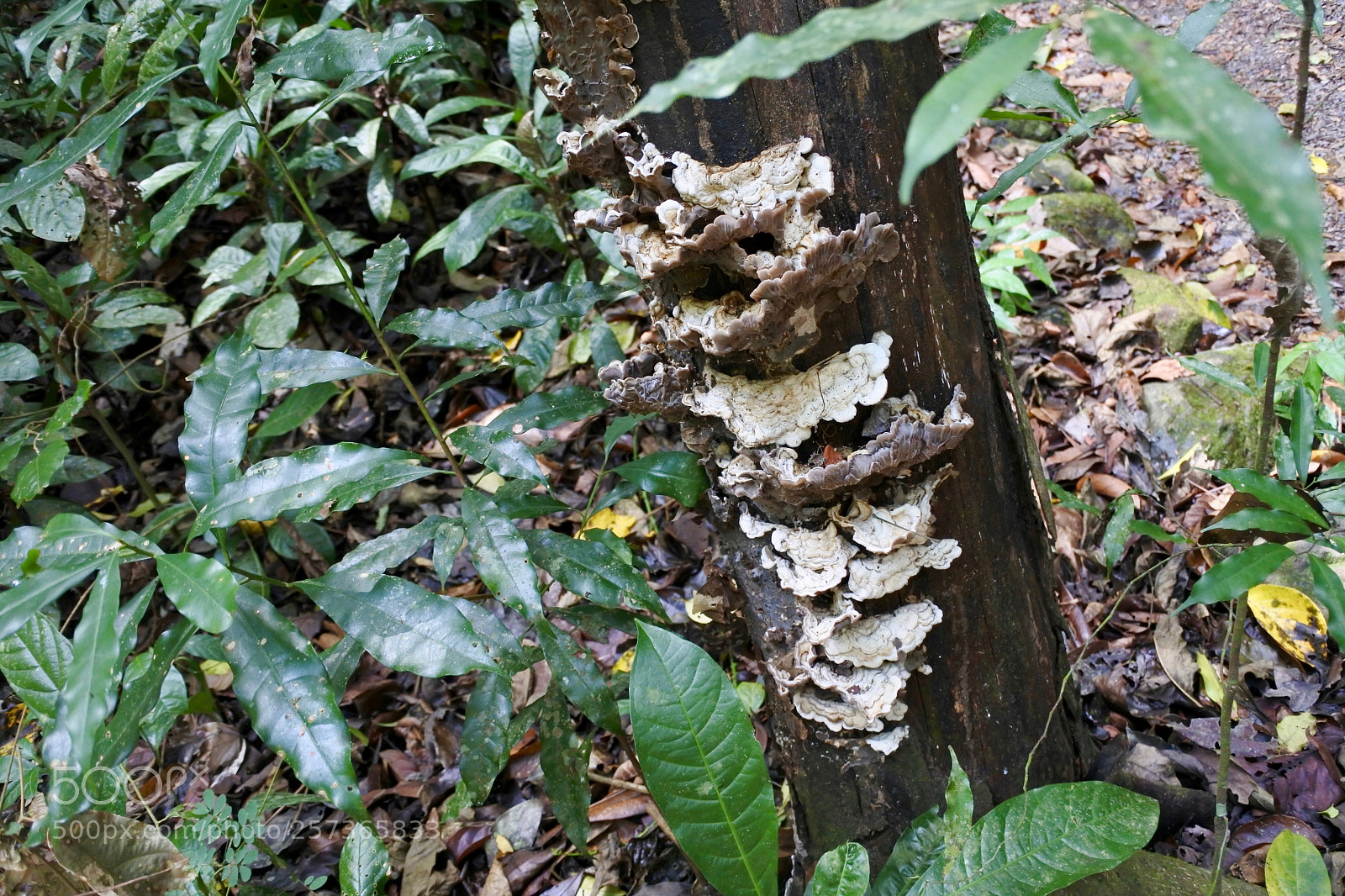 Nikon 1 J5 sample photo. Tree fungus photography