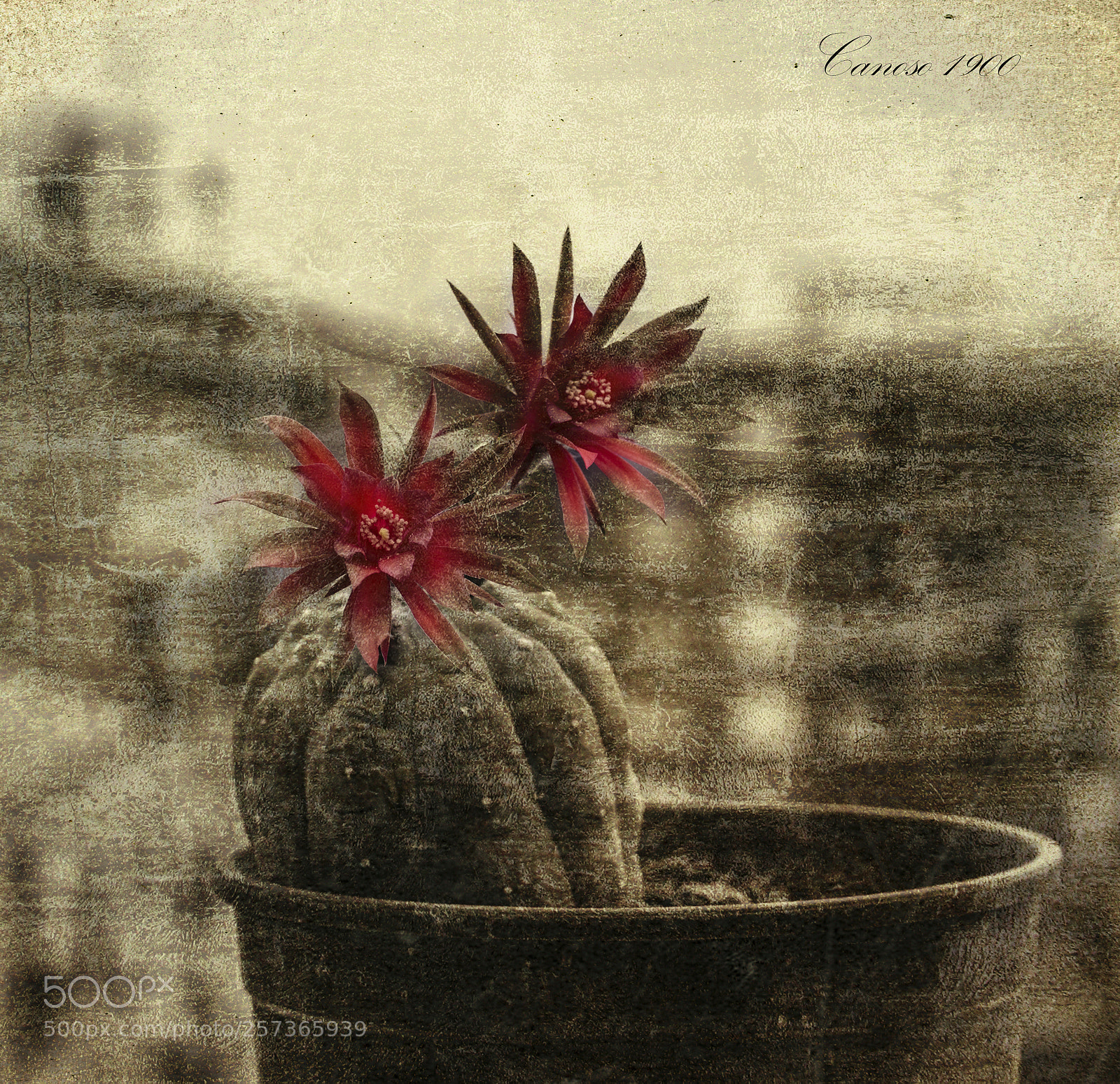 Nikon D810 sample photo. Cactus photography