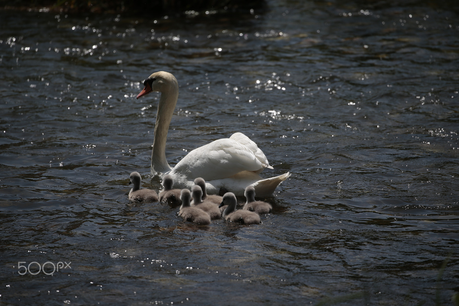 Canon EOS-1D X + Canon EF 100-400mm F4.5-5.6L IS II USM sample photo. Swans photography