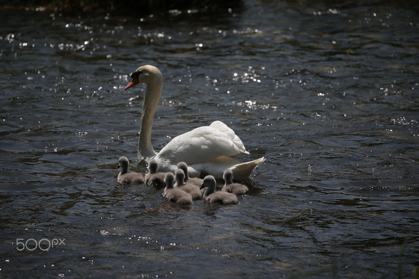 Canon EOS-1D X sample photo. Swans photography