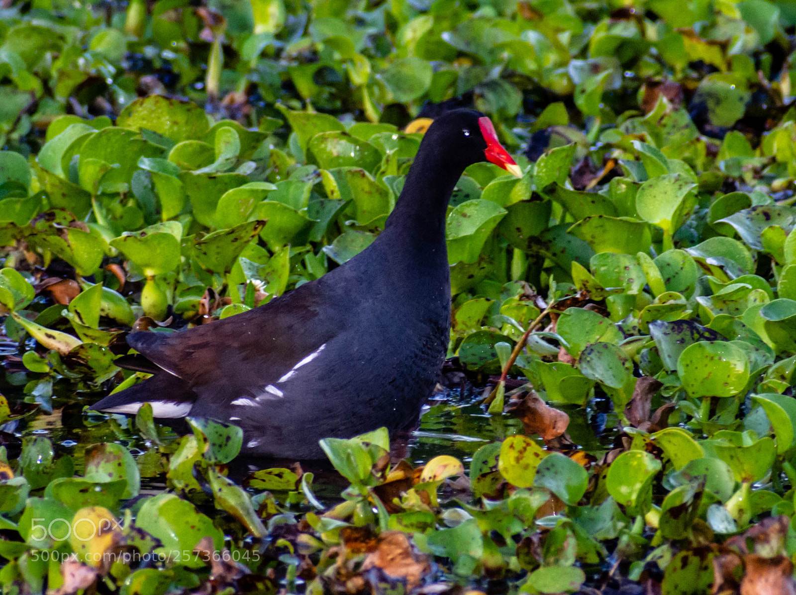 Nikon D7200 sample photo. Common gallinule photography