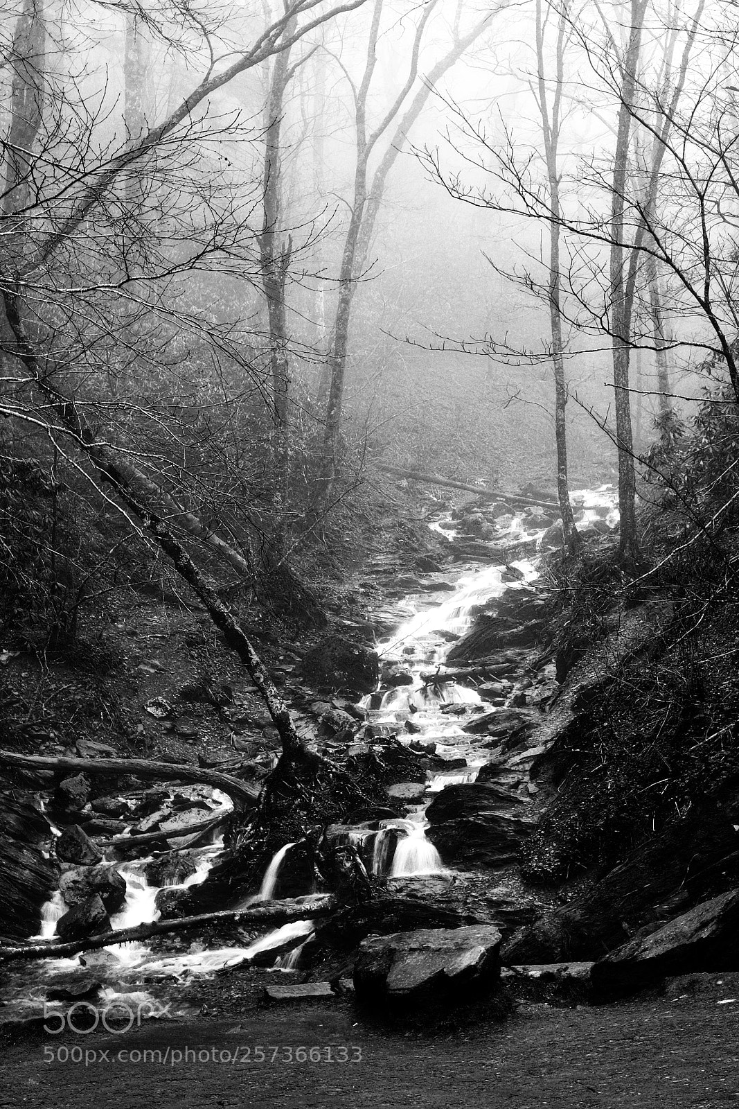 Fujifilm X-T1 sample photo. Somewhere in the fog photography