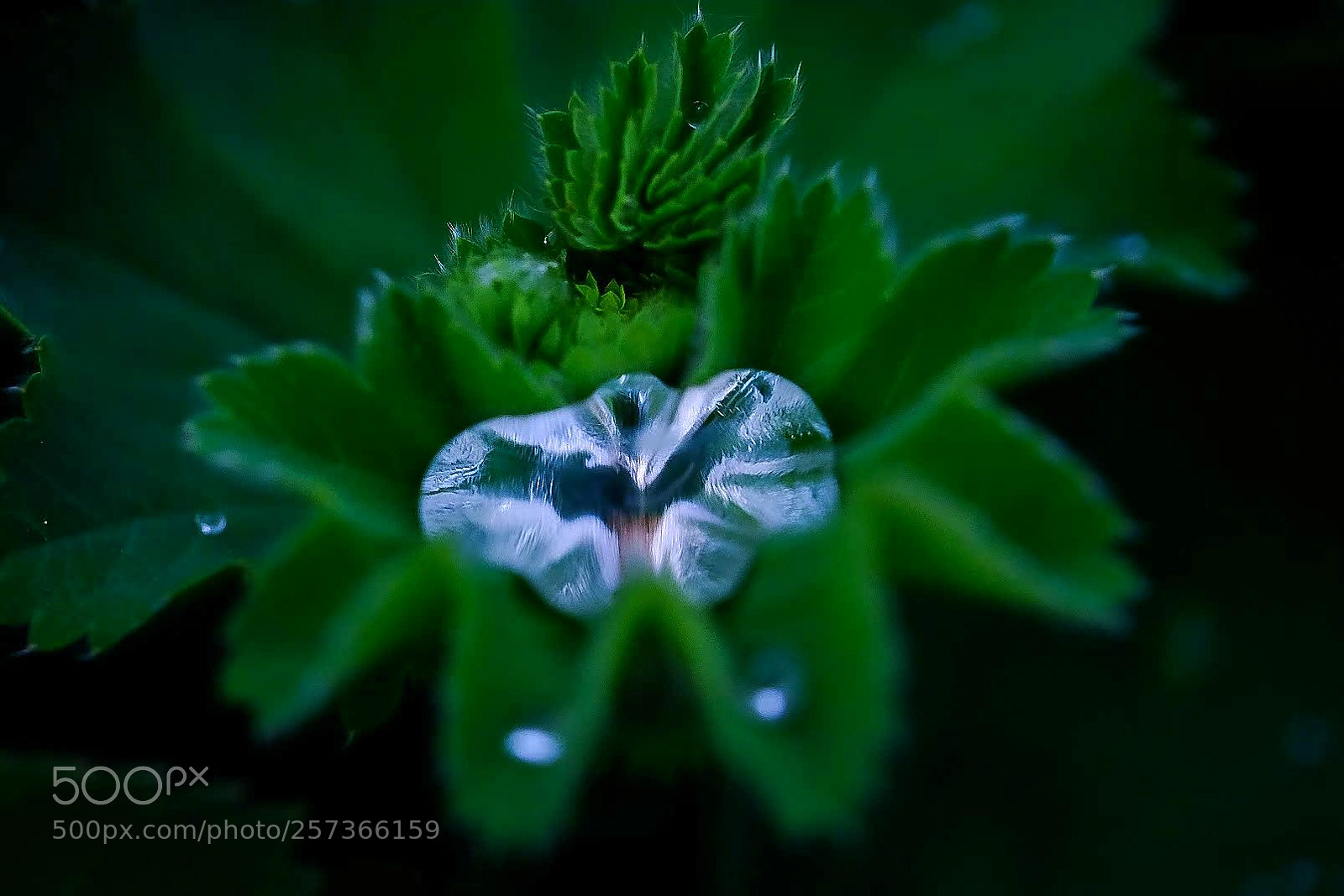 Fujifilm X-T2 sample photo. Water drop photography