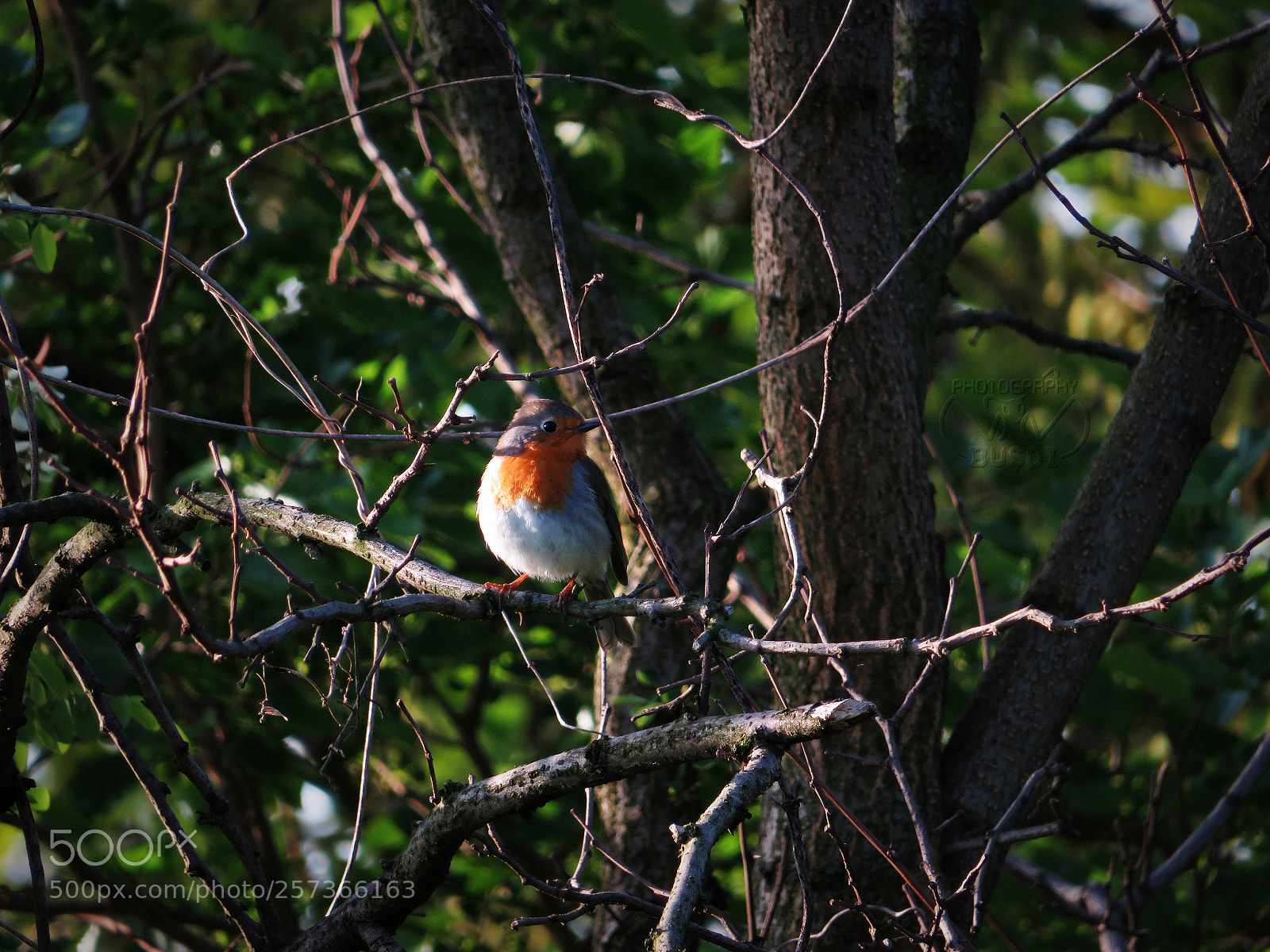 Canon PowerShot SX540 HS sample photo. Bird_13 photography