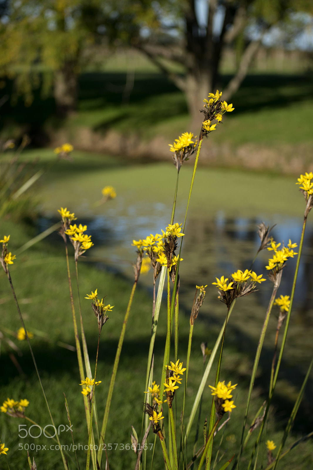 Nikon D3400 sample photo. Yellow flowers photography
