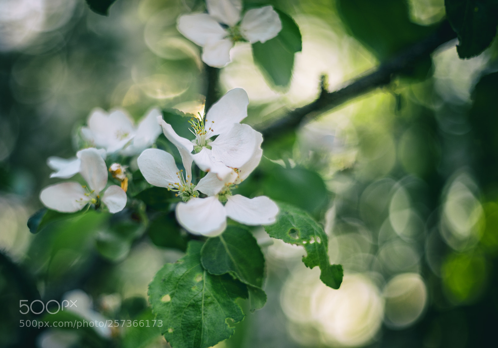 Canon EOS 6D sample photo. Apple blossom photography