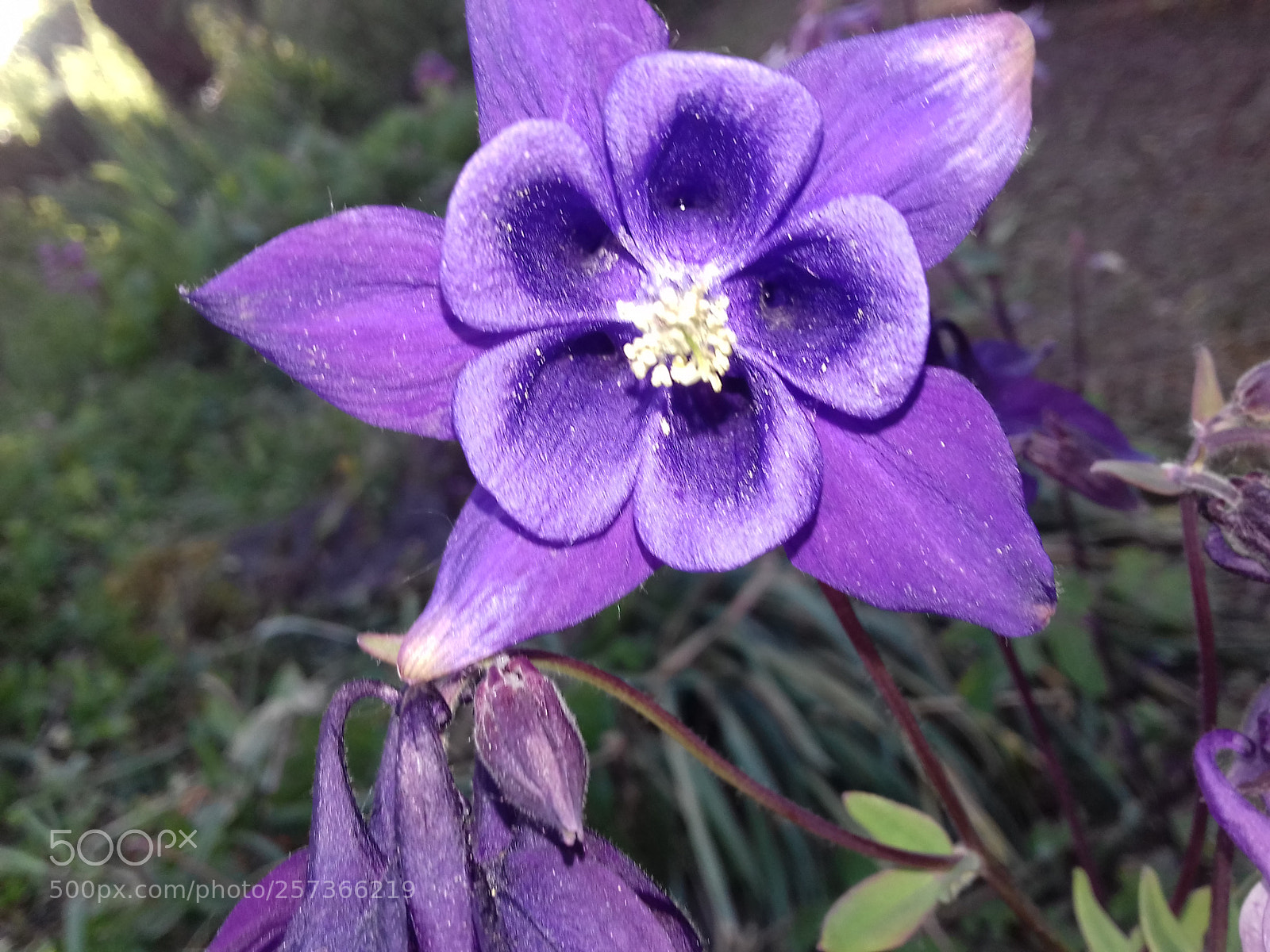Samsung Galaxy J3(2016) sample photo. ? photography