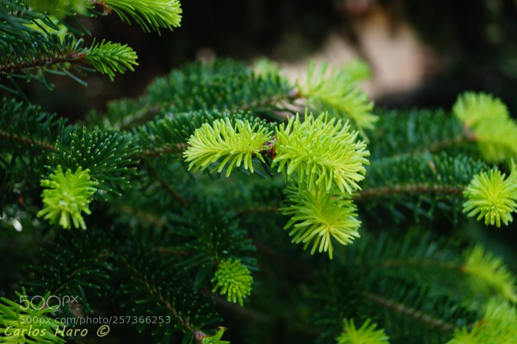 Sony SLT-A58 sample photo. Verdes photography
