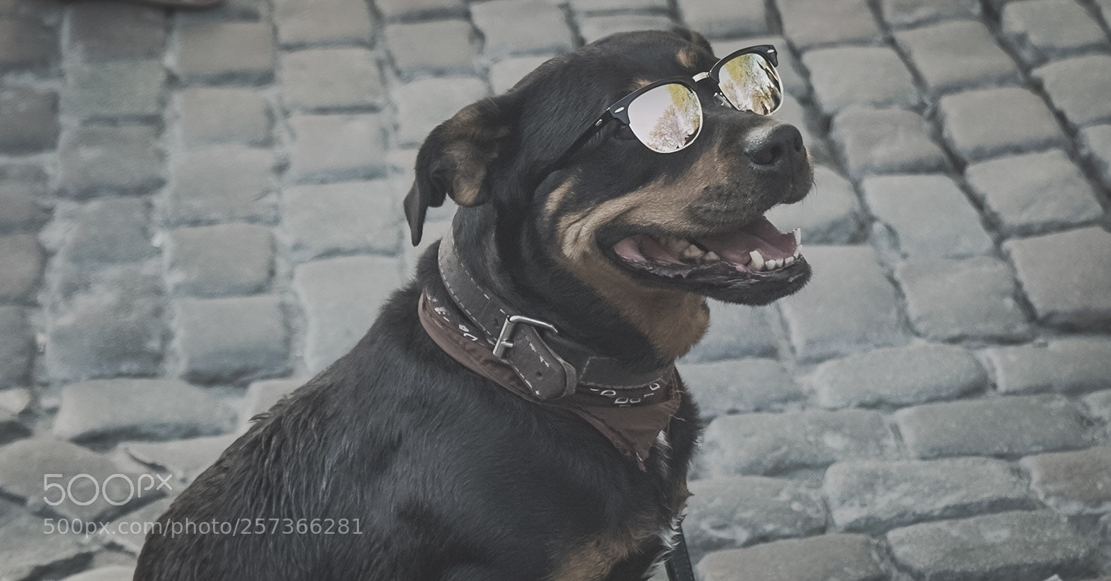 Sony a7 III sample photo. Thug lif photography