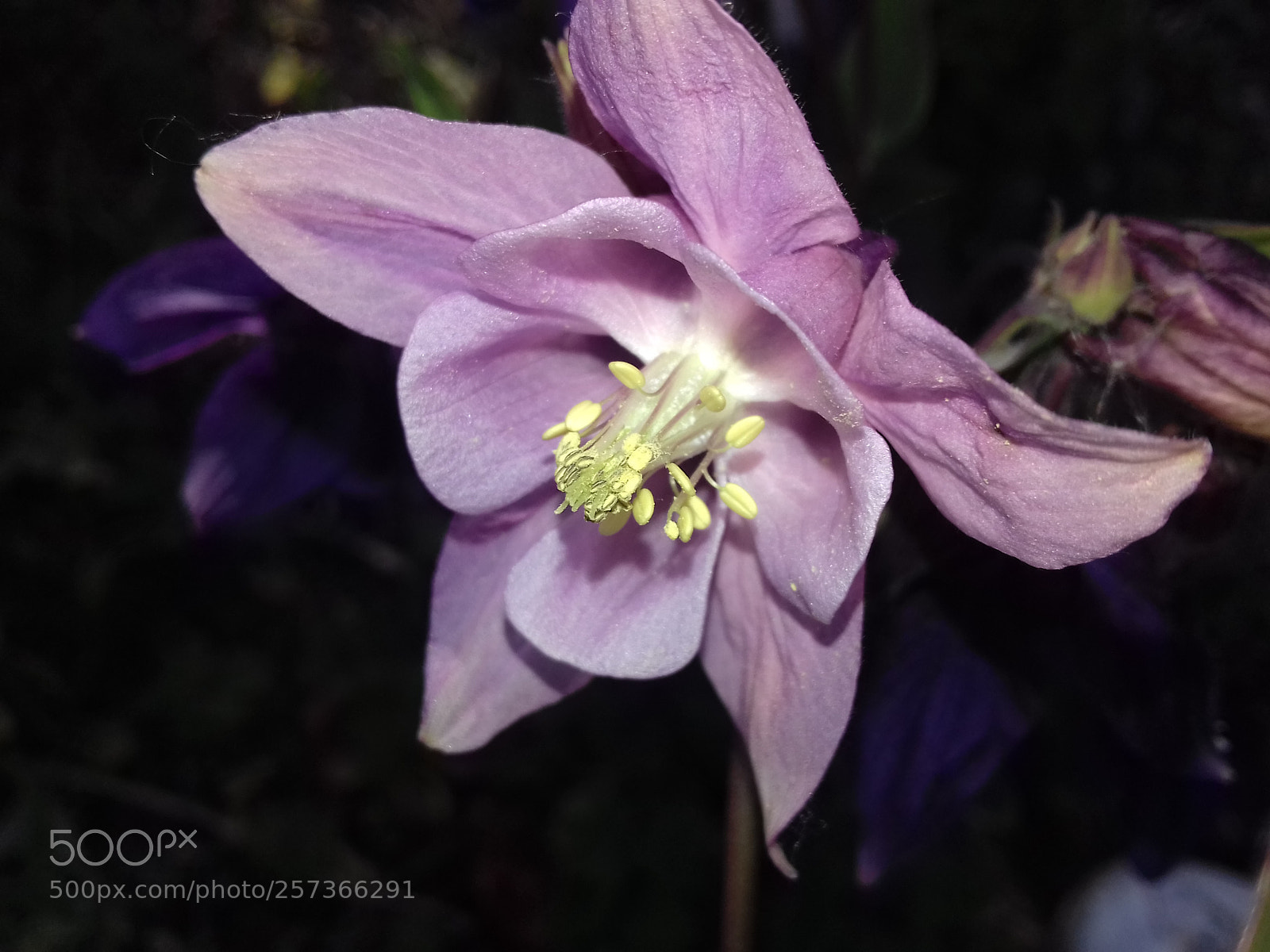 Samsung Galaxy J3(2016) sample photo. Pink photography