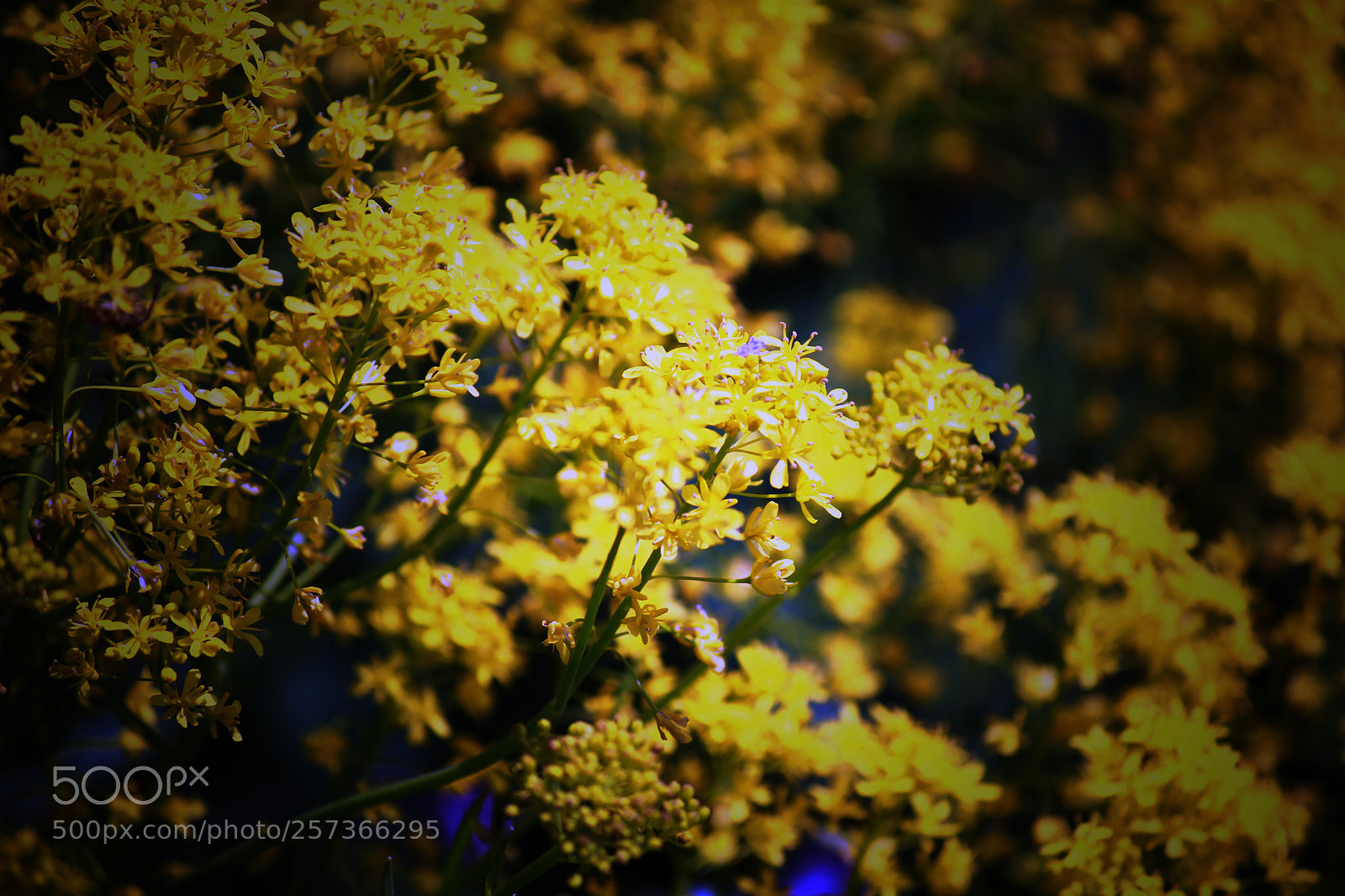Canon EOS 550D (EOS Rebel T2i / EOS Kiss X4) sample photo. Pietra flower #4 photography