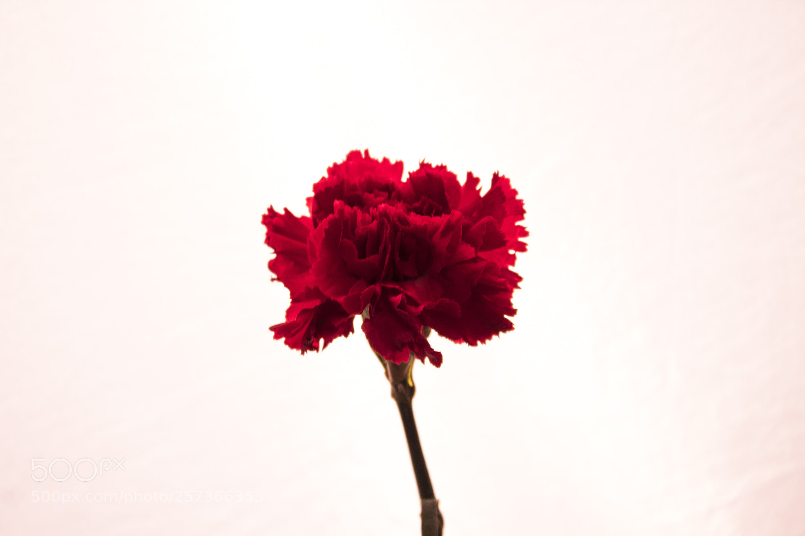Canon EOS 1300D (EOS Rebel T6 / EOS Kiss X80) sample photo. The red flower photography