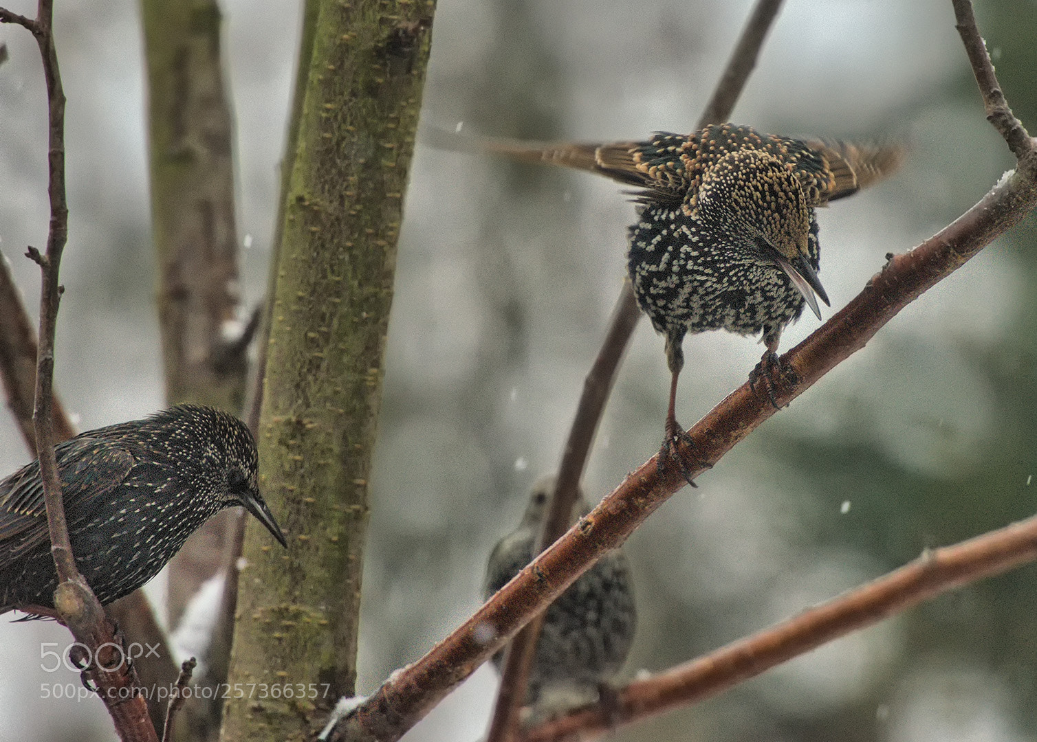 Nikon D800 sample photo. Mock of starlings photography