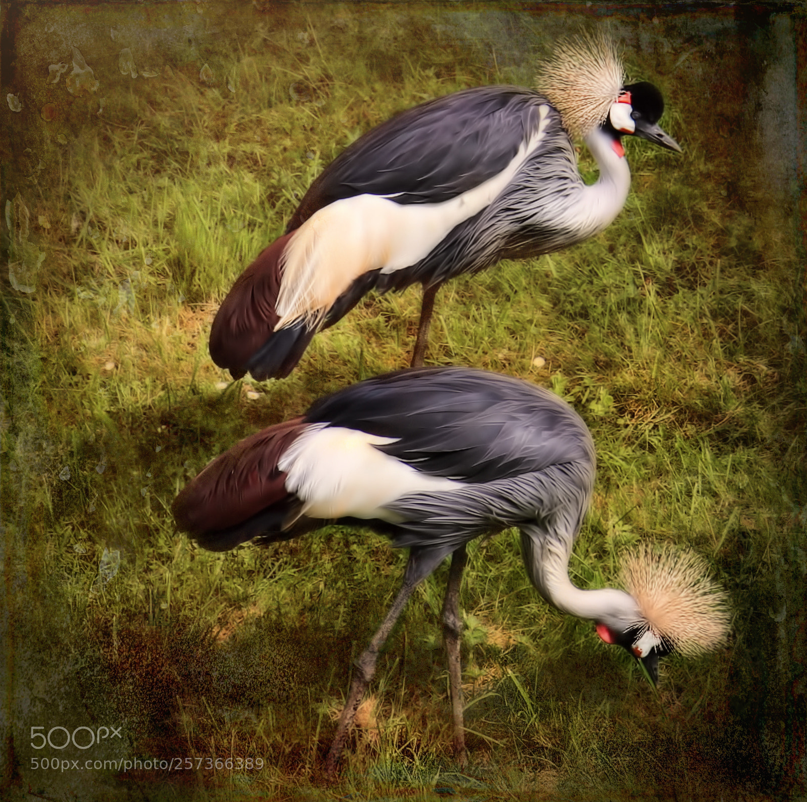 Canon EOS 7D sample photo. Grues photography