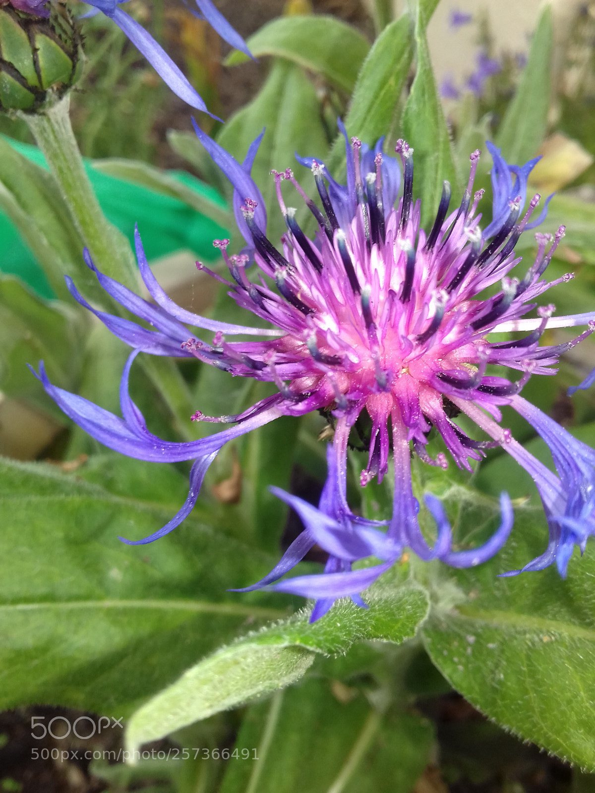 Samsung Galaxy J3(2016) sample photo. Omg? photography