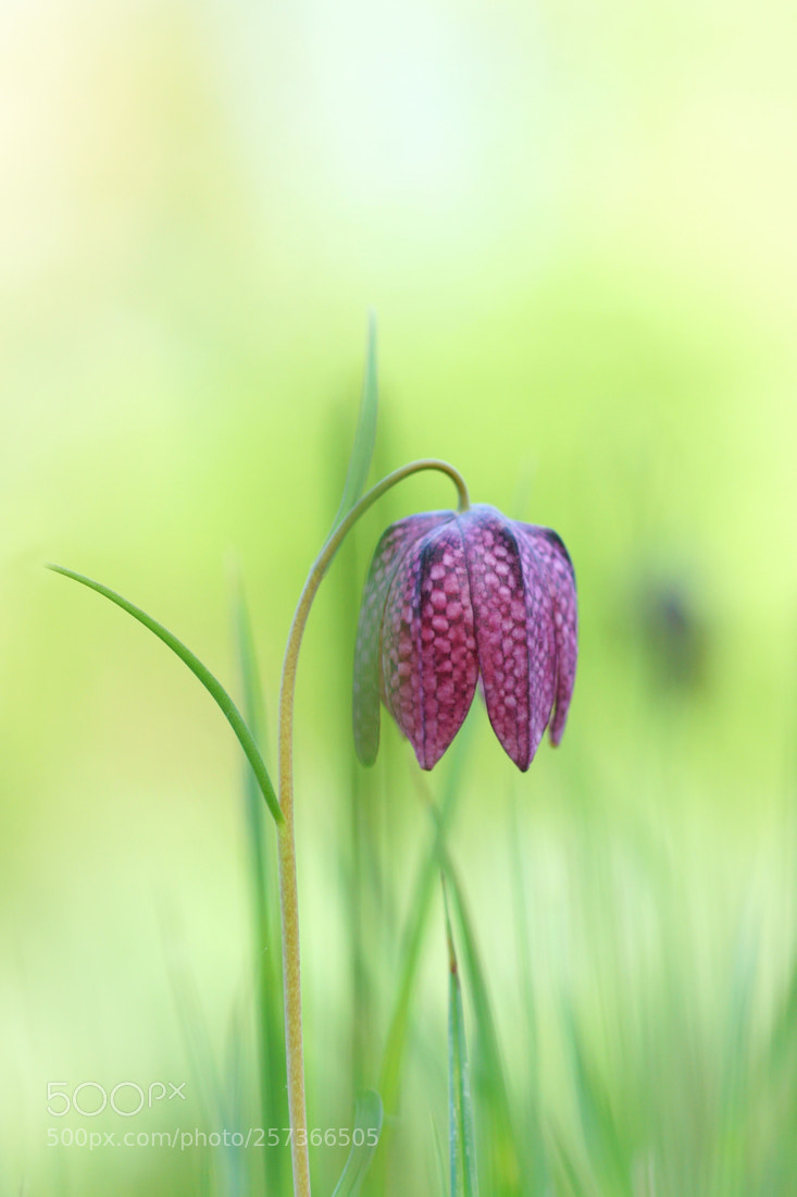 Sony ILCA-77M2 sample photo. Fritillary photography