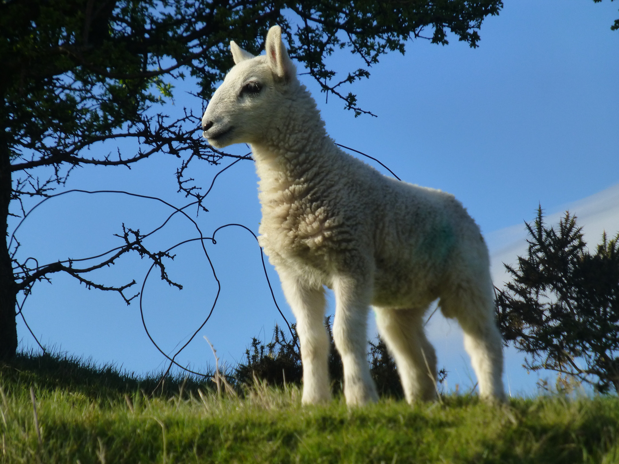 Panasonic Lumix DMC-ZS20 (Lumix DMC-TZ30) sample photo. A lamb in a field at springtime  photography