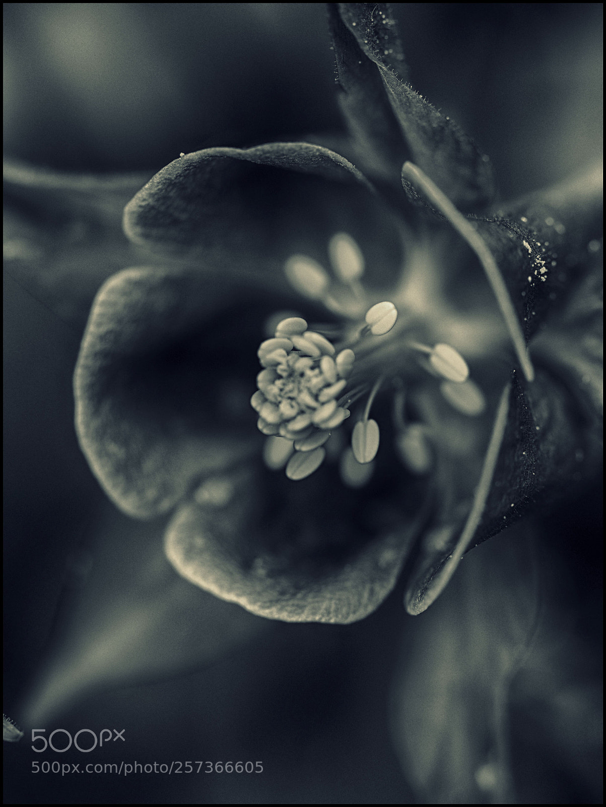 Olympus OM-D E-M1 Mark II sample photo. Akelei photography
