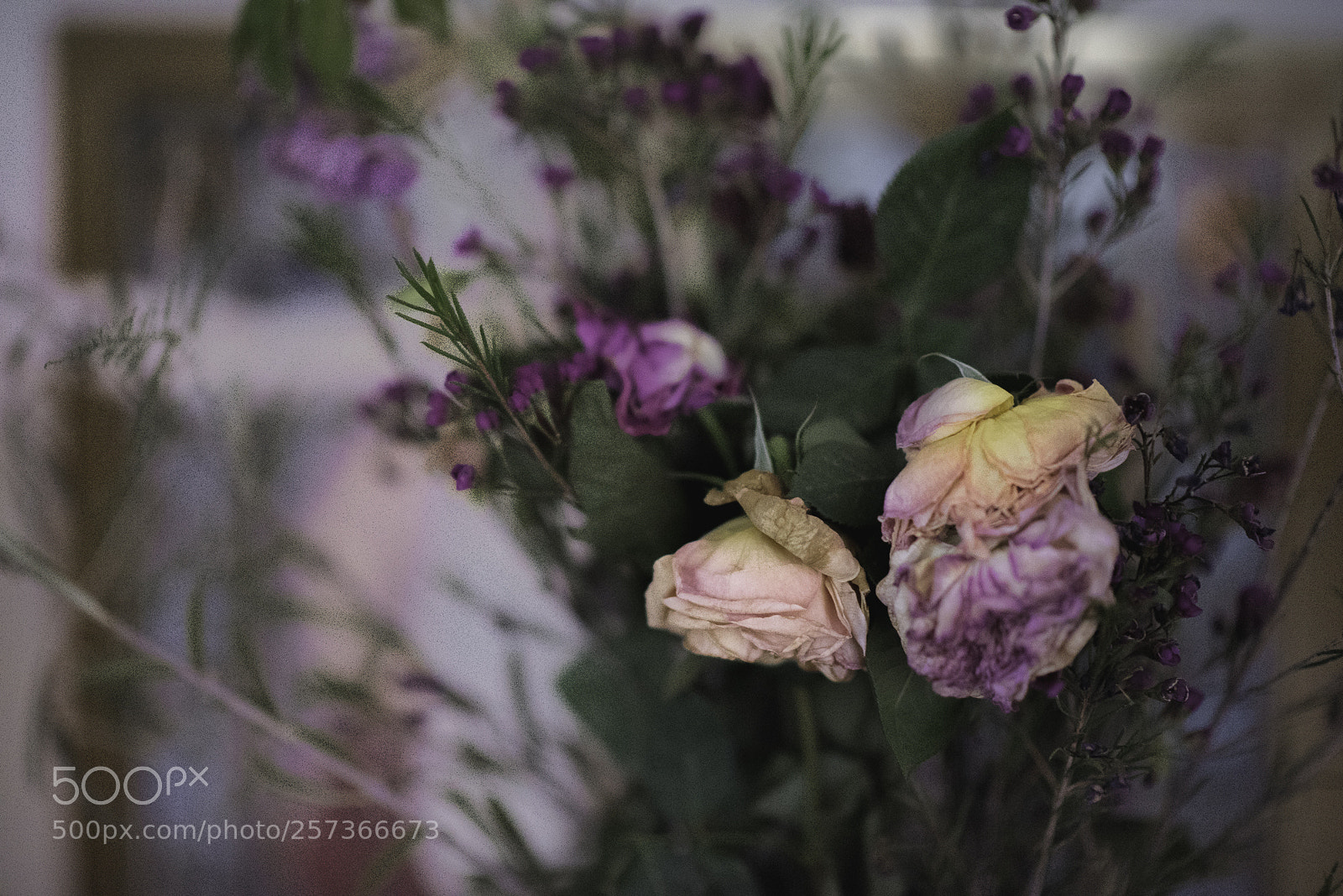 Nikon D750 sample photo. Beautifull end of life... photography