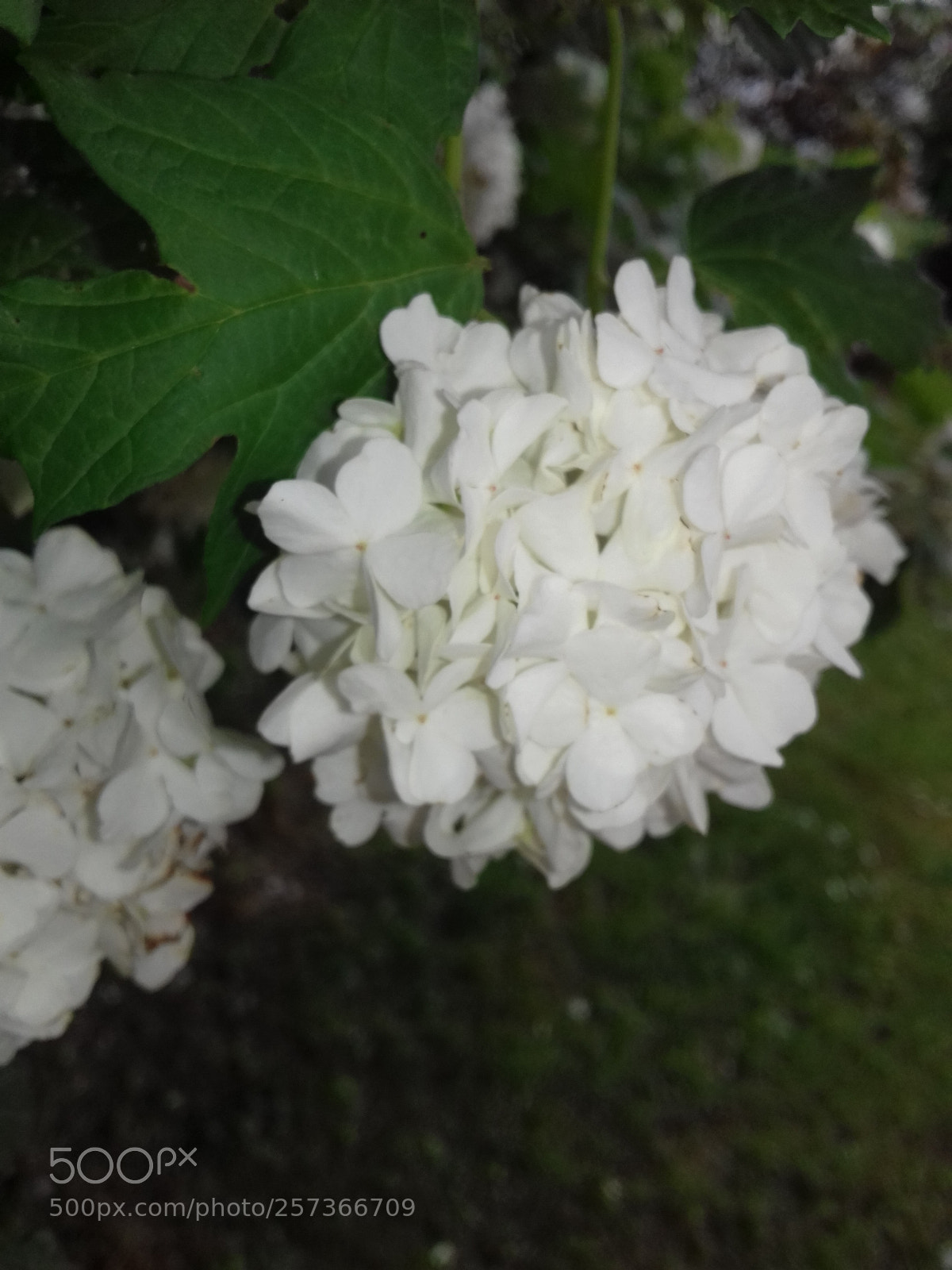 Samsung Galaxy J3(2016) sample photo. ? photography