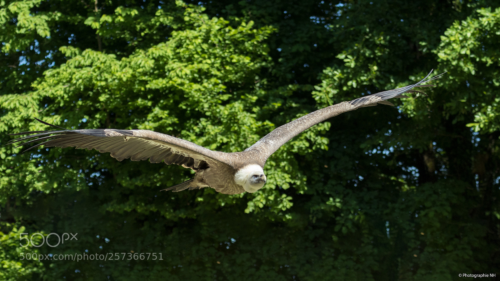 Canon EOS 7D Mark II sample photo. Pygargue photography