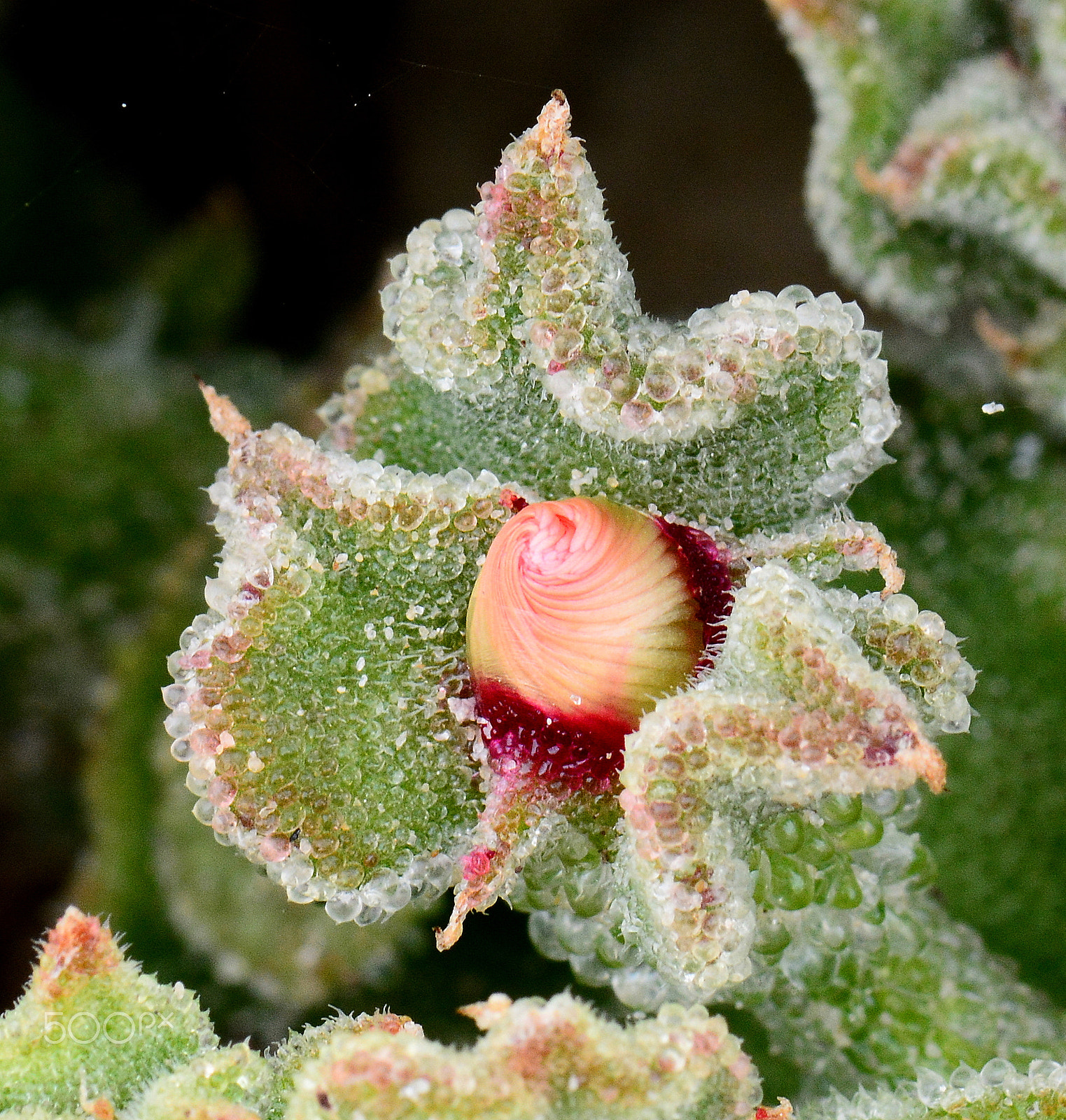 Nikon AF-S Micro-Nikkor 105mm F2.8G IF-ED VR sample photo. Ice plant photography
