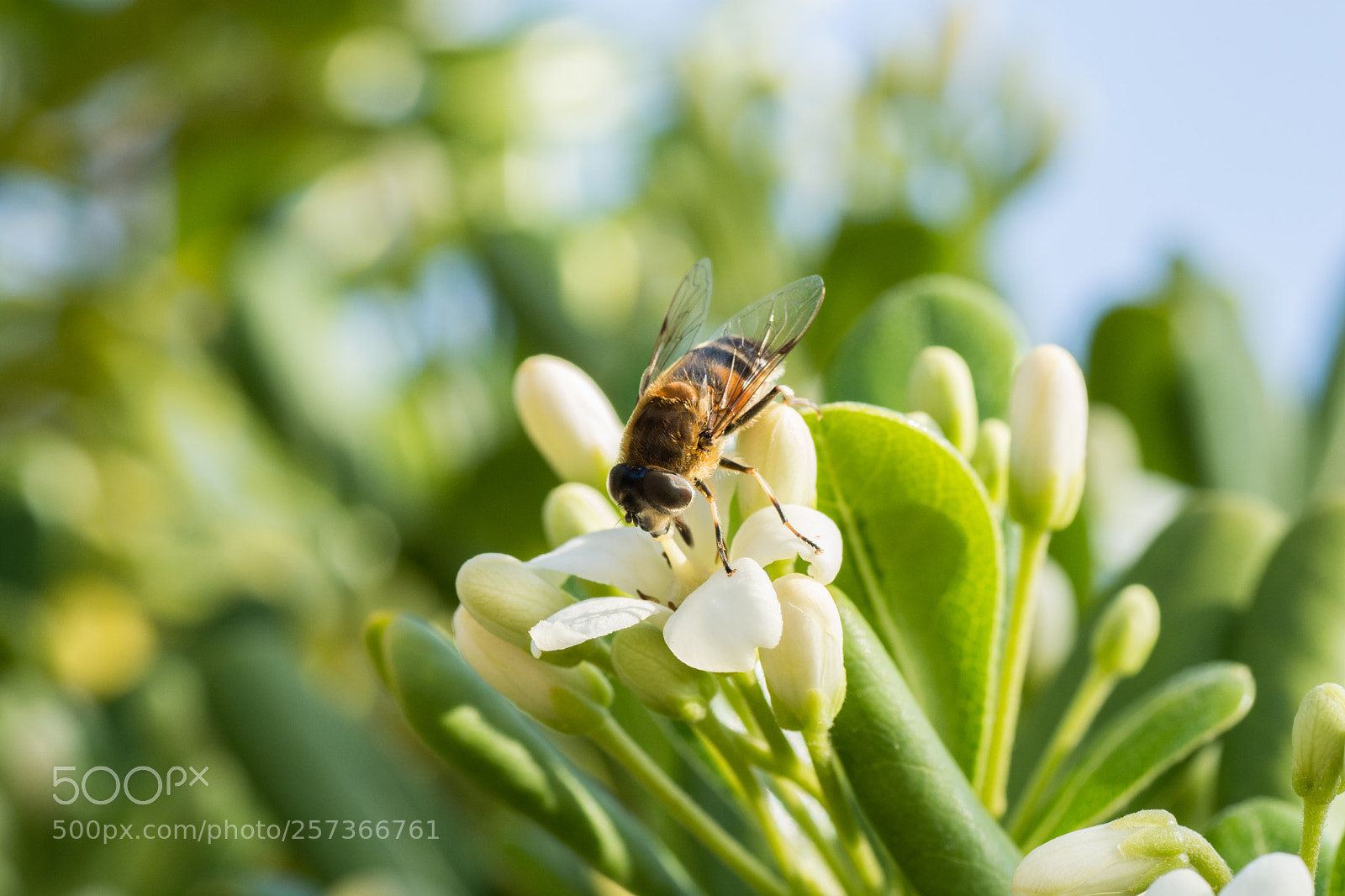 Nikon D7100 sample photo. Bee photography