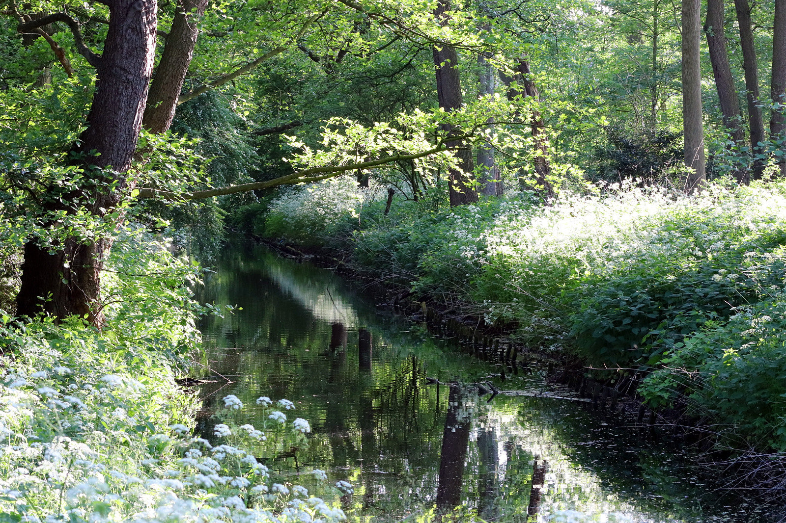 Canon EF 75-300mm f/4-5.6 sample photo. Zuiderpark, may 2018 photography
