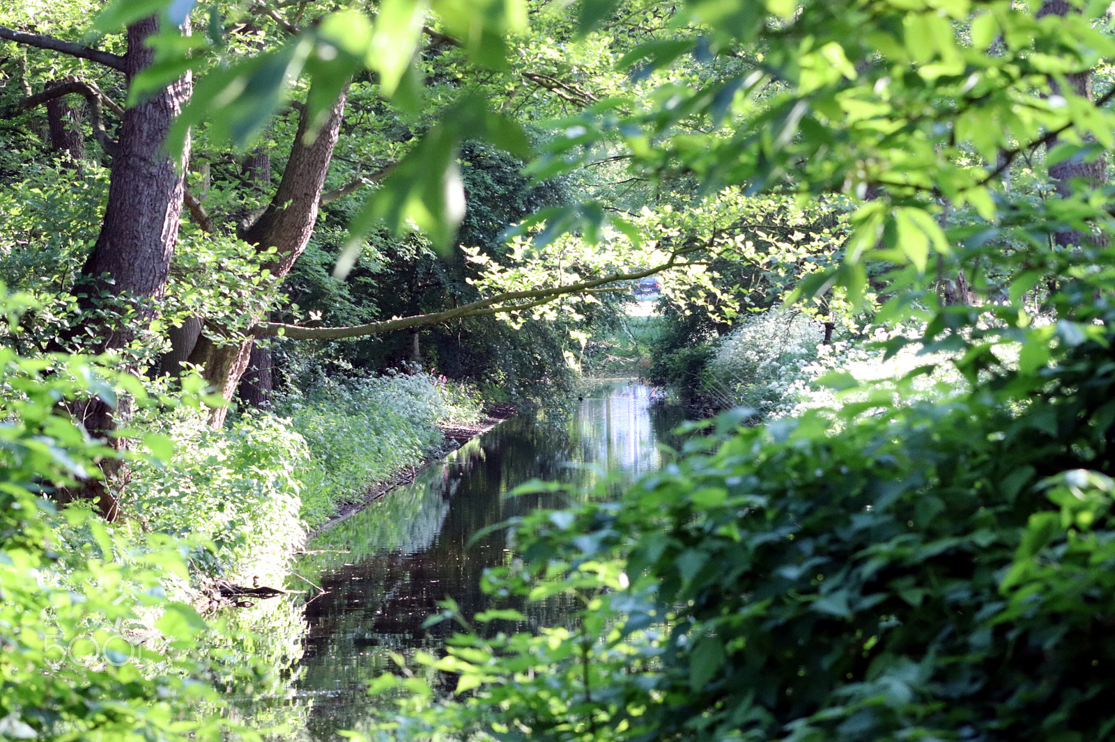 Canon EF 75-300mm f/4-5.6 sample photo. Zuiderpark, may 2018 photography