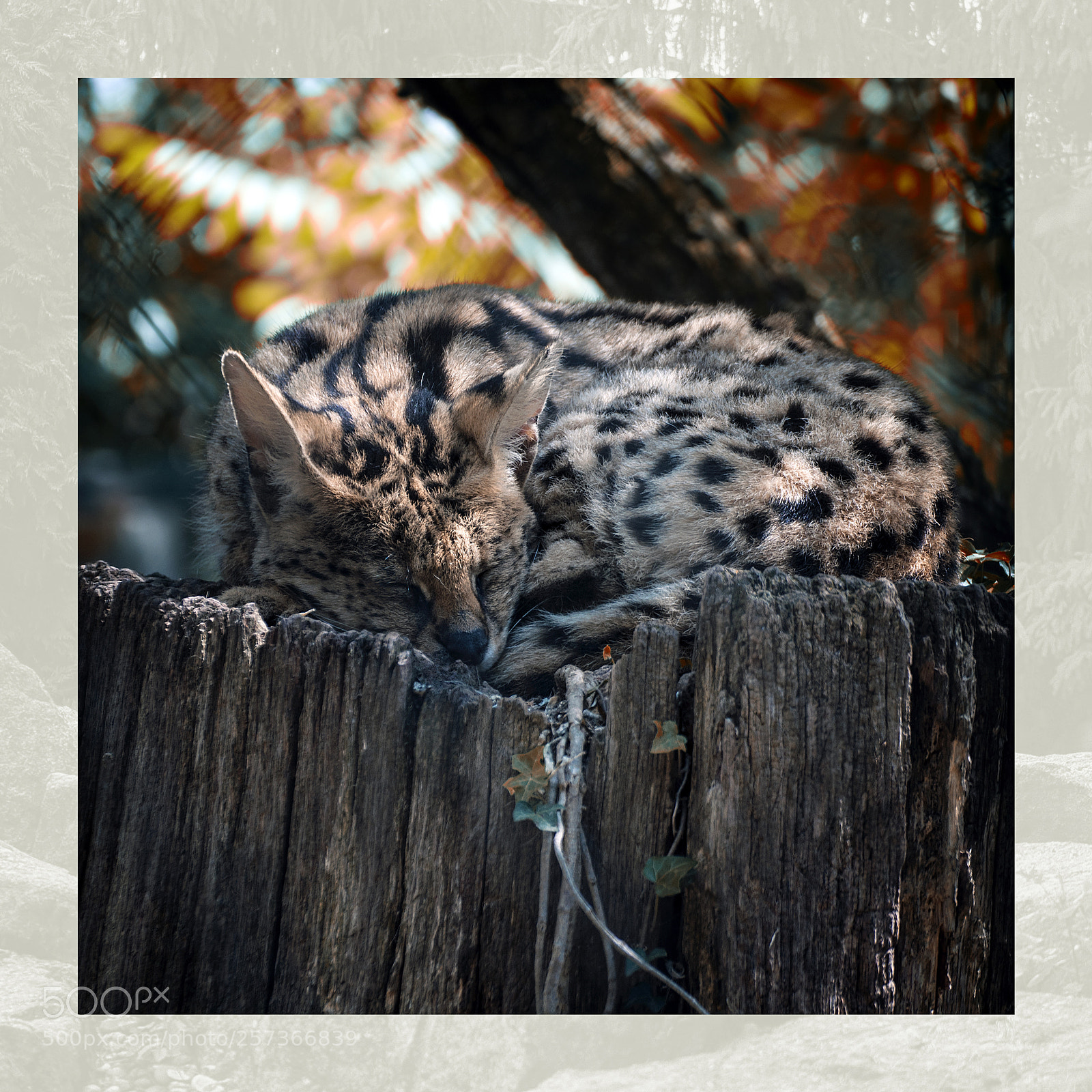 Nikon D90 sample photo. * nap time * photography