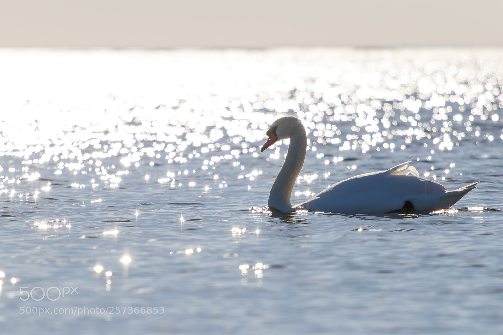Canon EOS 7D Mark II sample photo. Mute swan photography