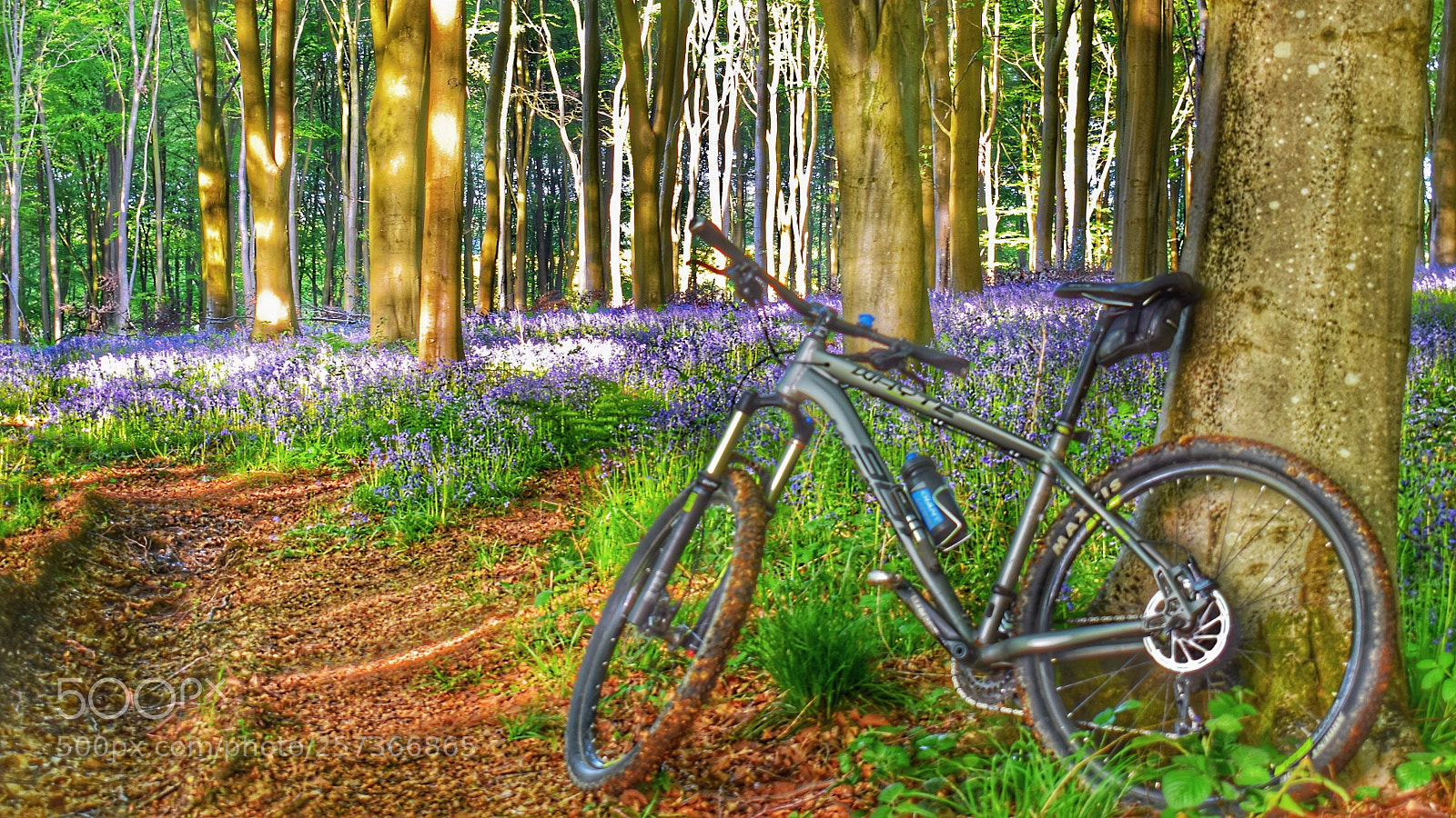 Nikon D5600 sample photo. Into the woods photography