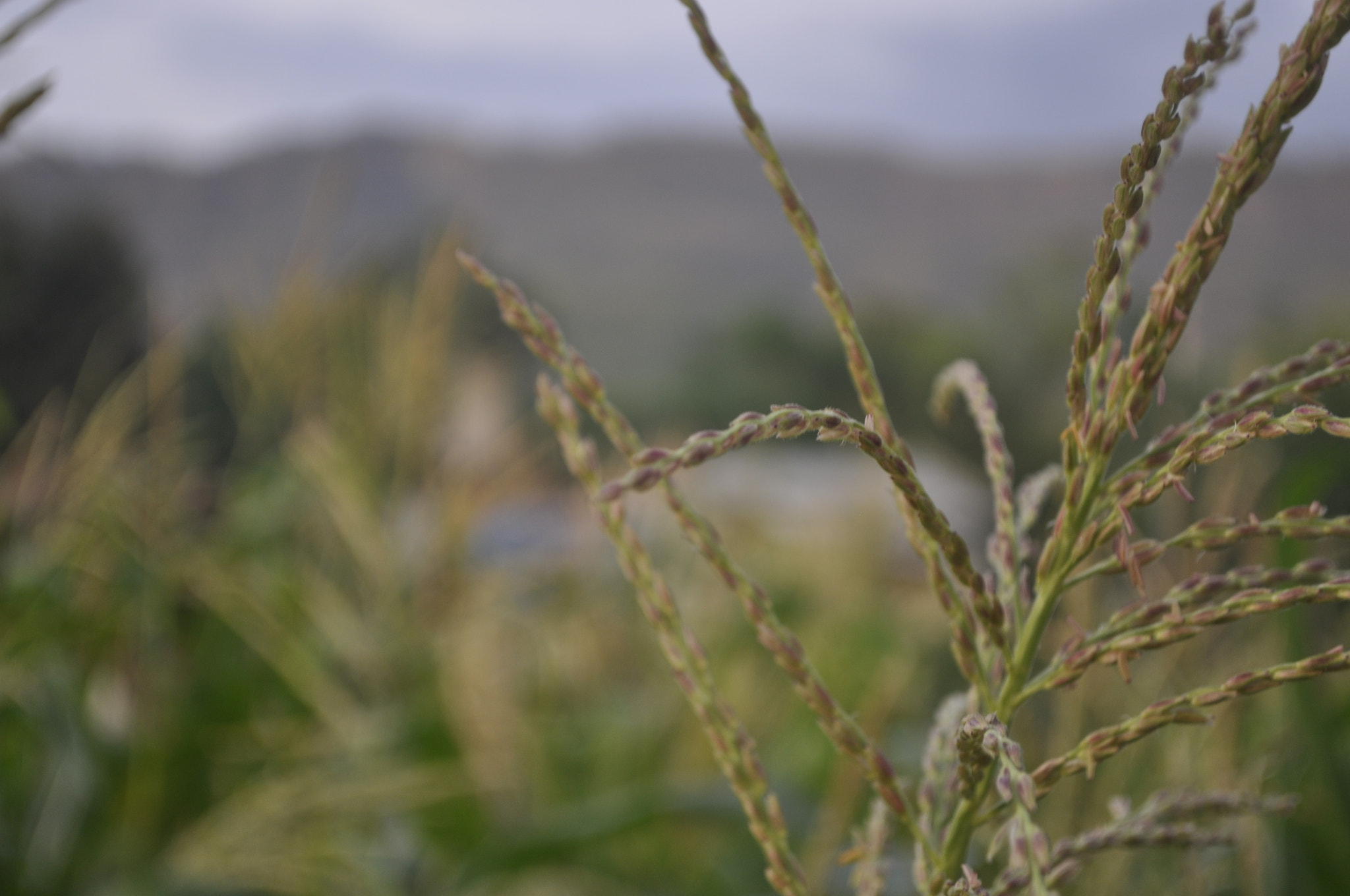 Nikon D5000 sample photo. Corn photography