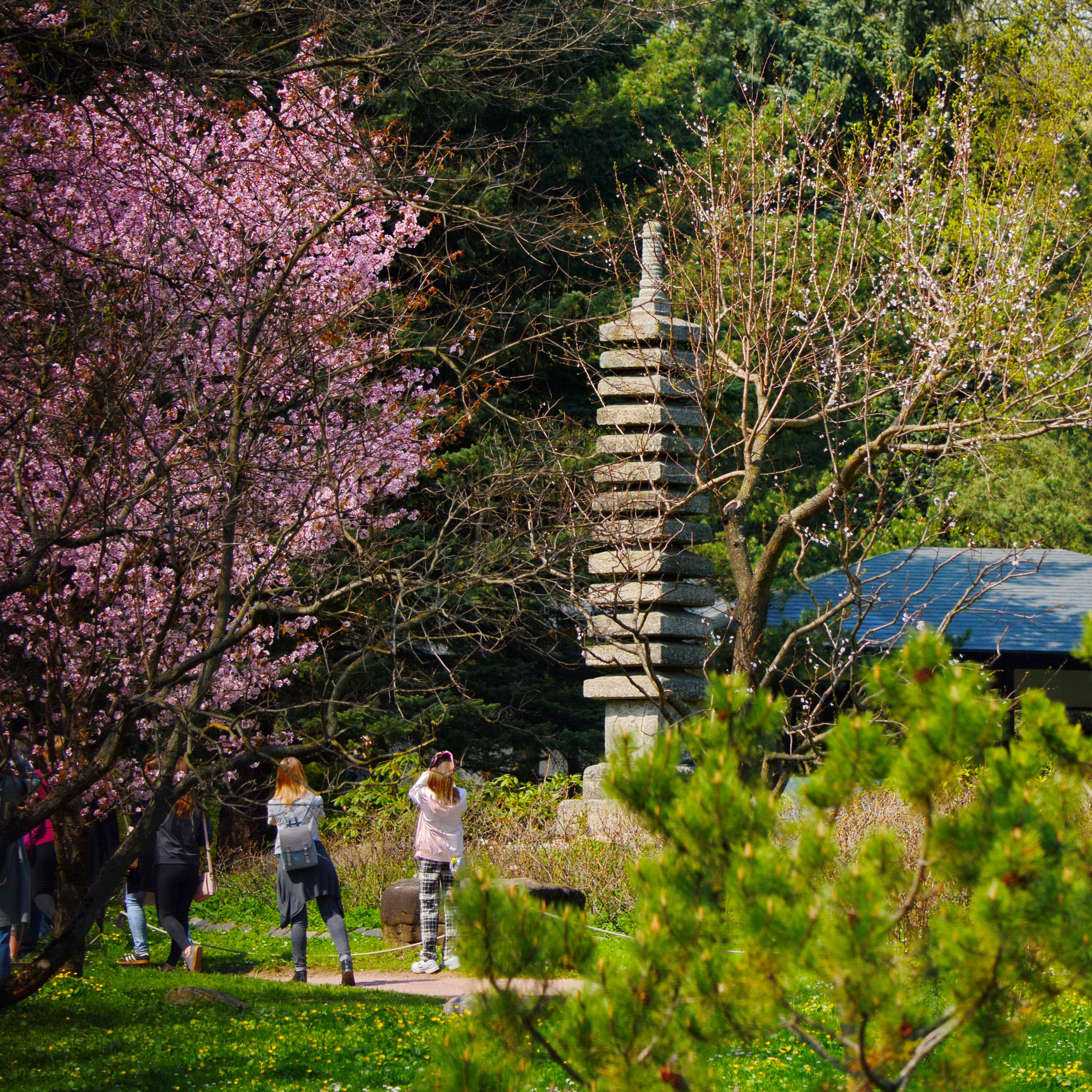 Nikon D5200 sample photo. Spring in the japanese garden photography
