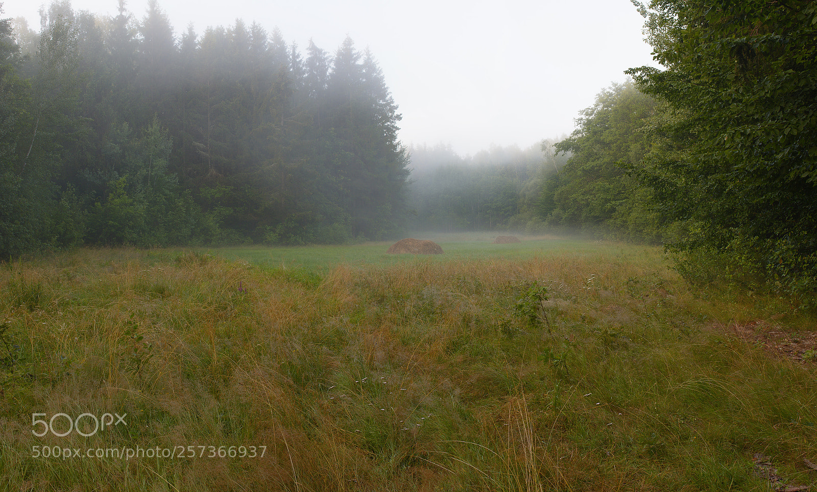 Nikon D7100 sample photo. Foggy morning in the photography
