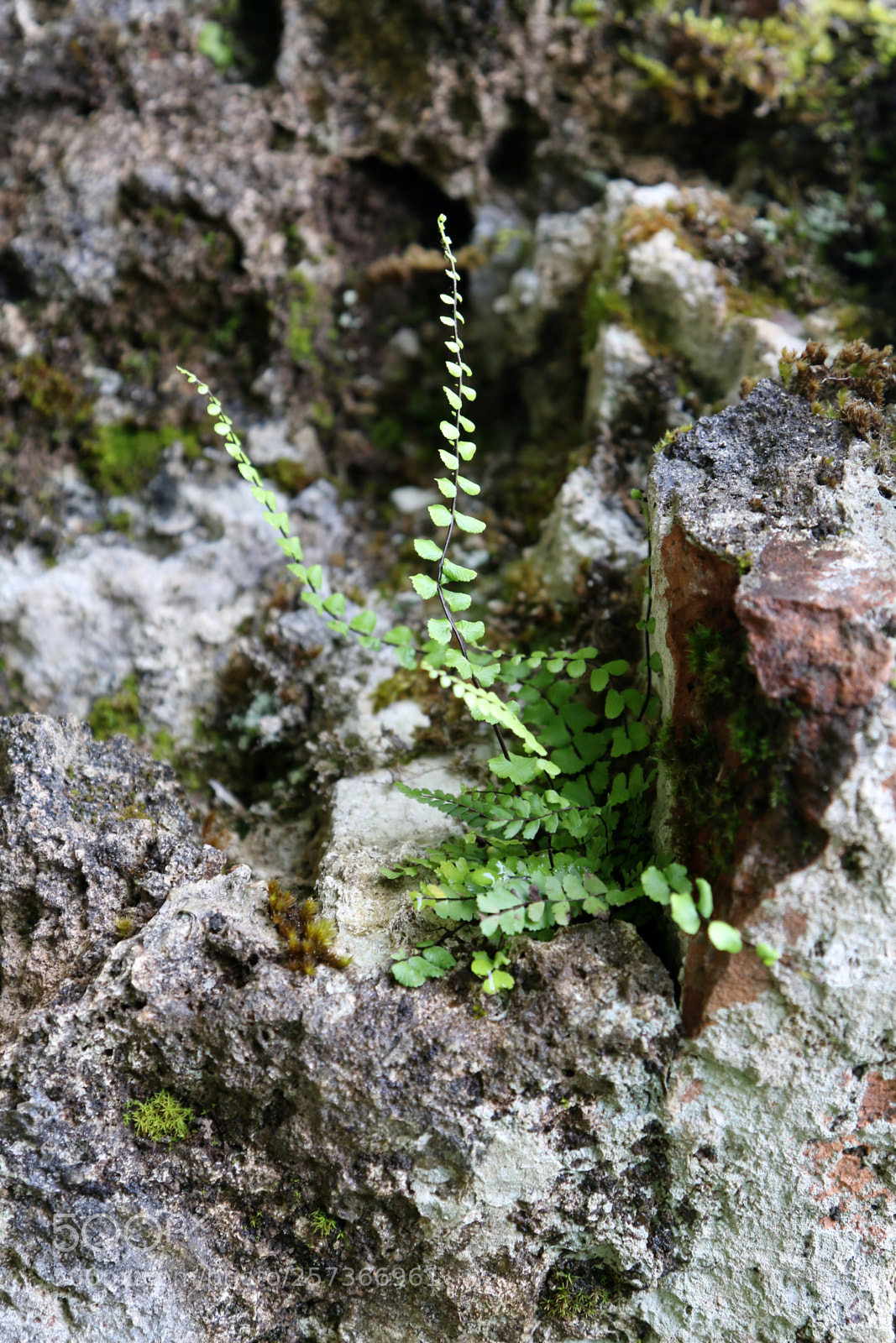 Canon EOS 70D sample photo. طبیعت مجتبی نادری () photography
