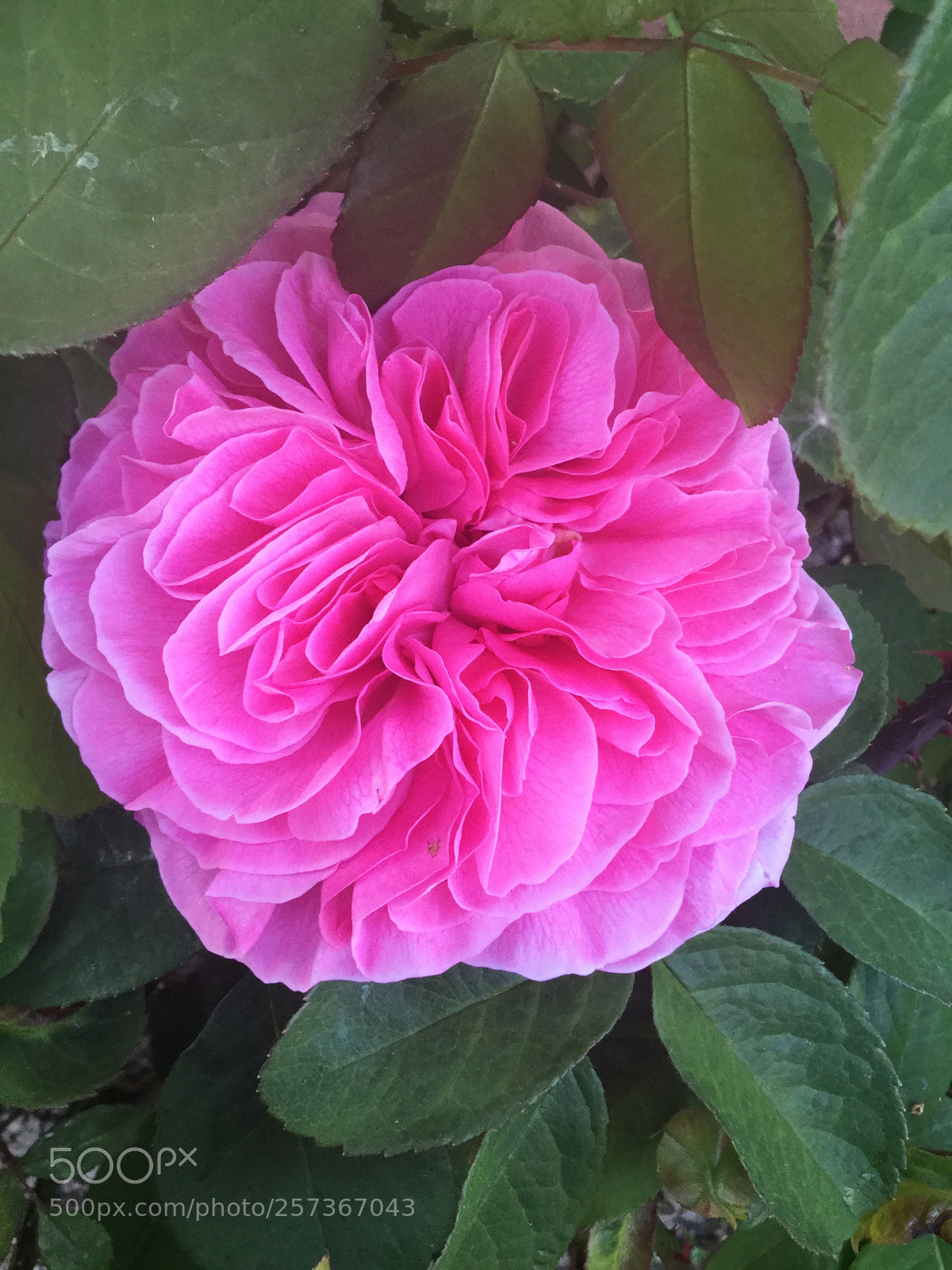 Apple iPod touch sample photo. First gertrude jekyll rose photography
