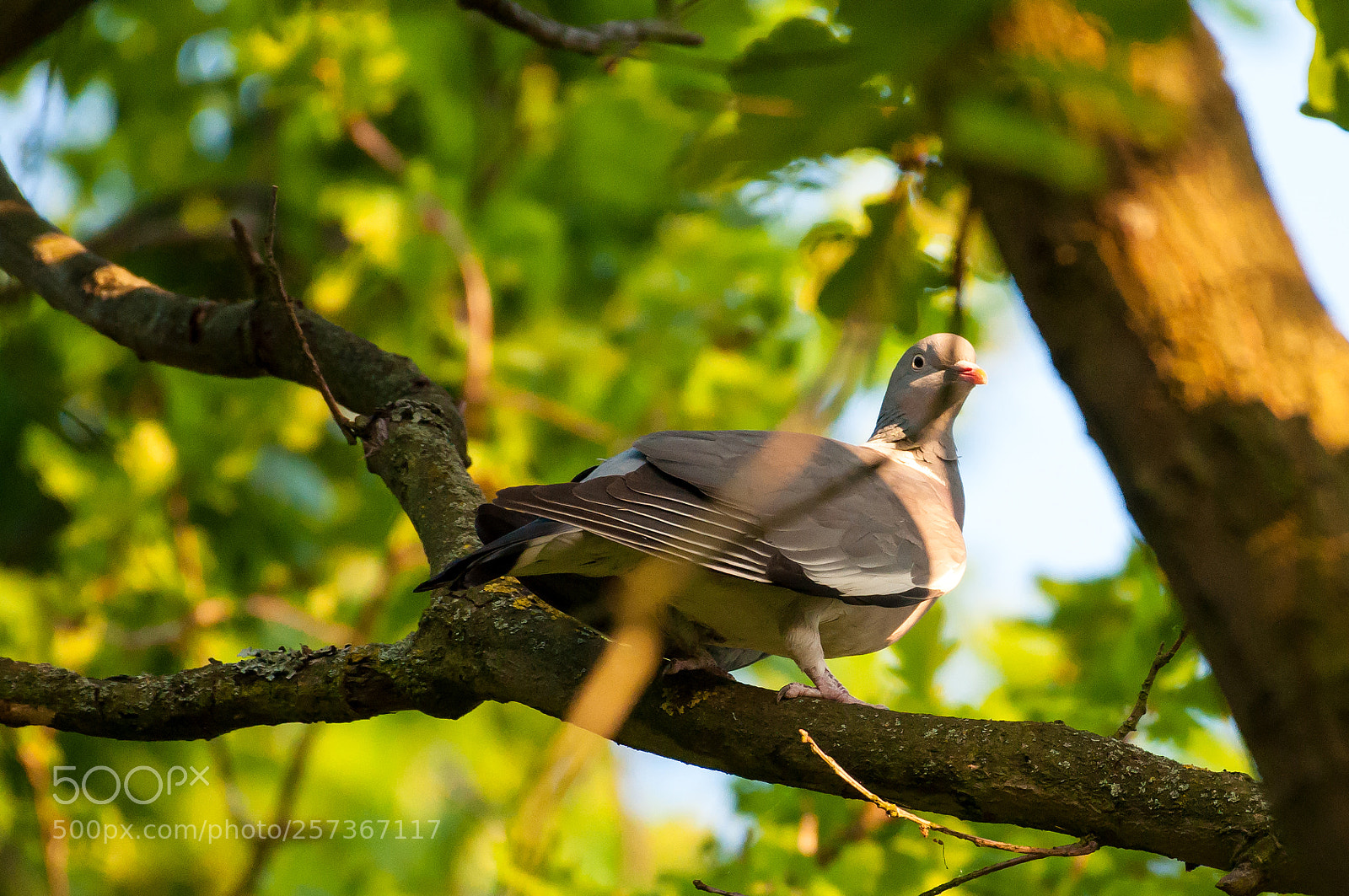 Nikon D90 sample photo. Pigeon photography