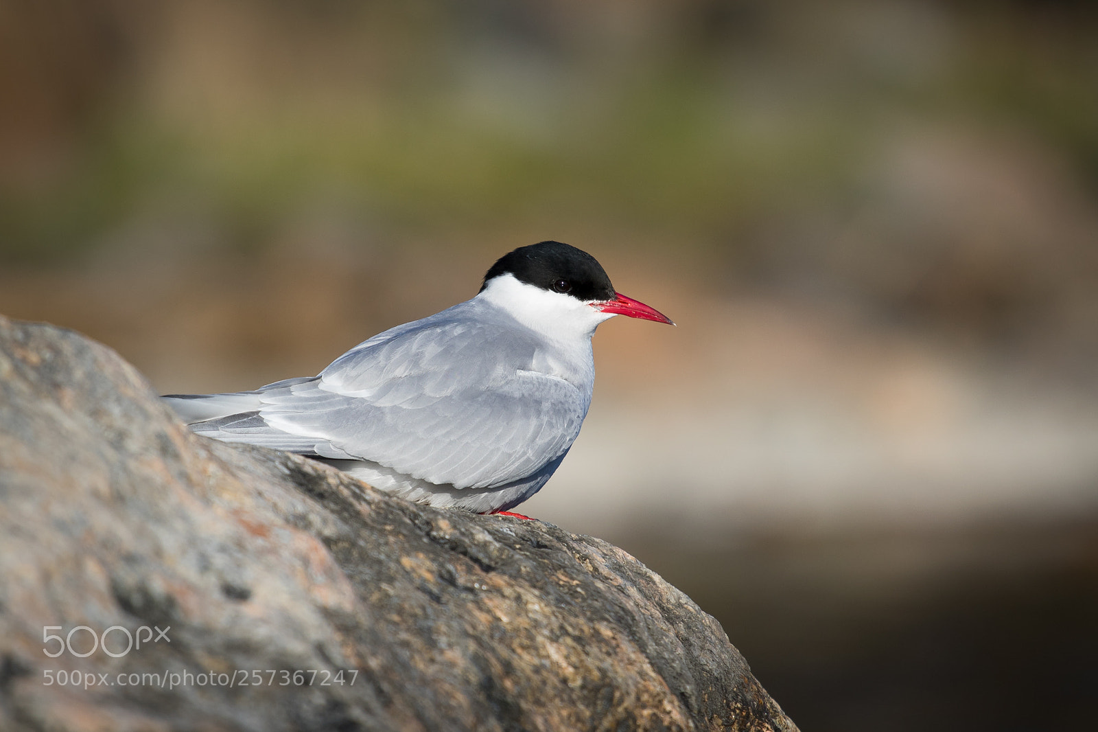 Canon EOS 7D Mark II sample photo. Common tern photography