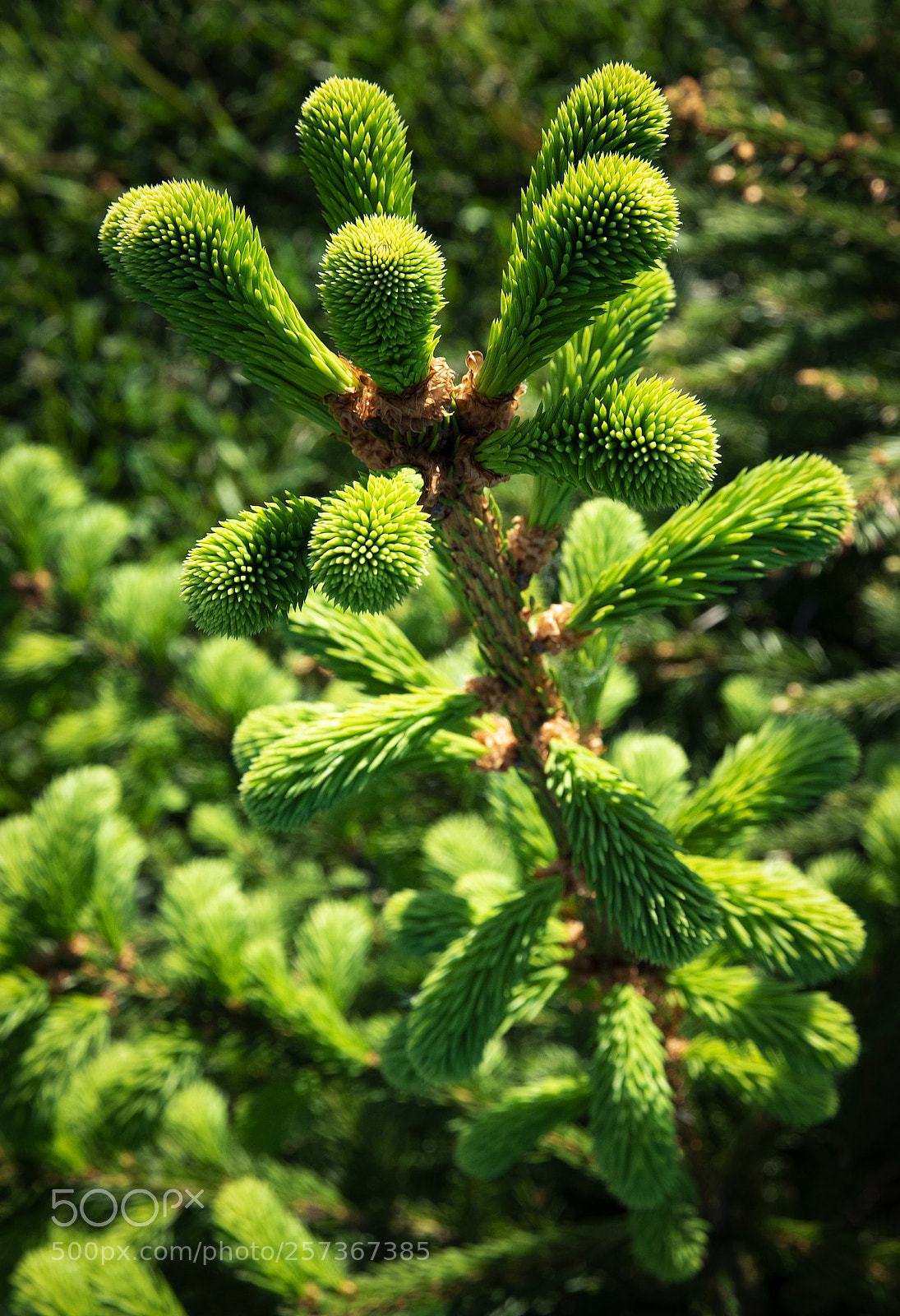 Nikon D5500 sample photo. Young sprouts on spruce photography