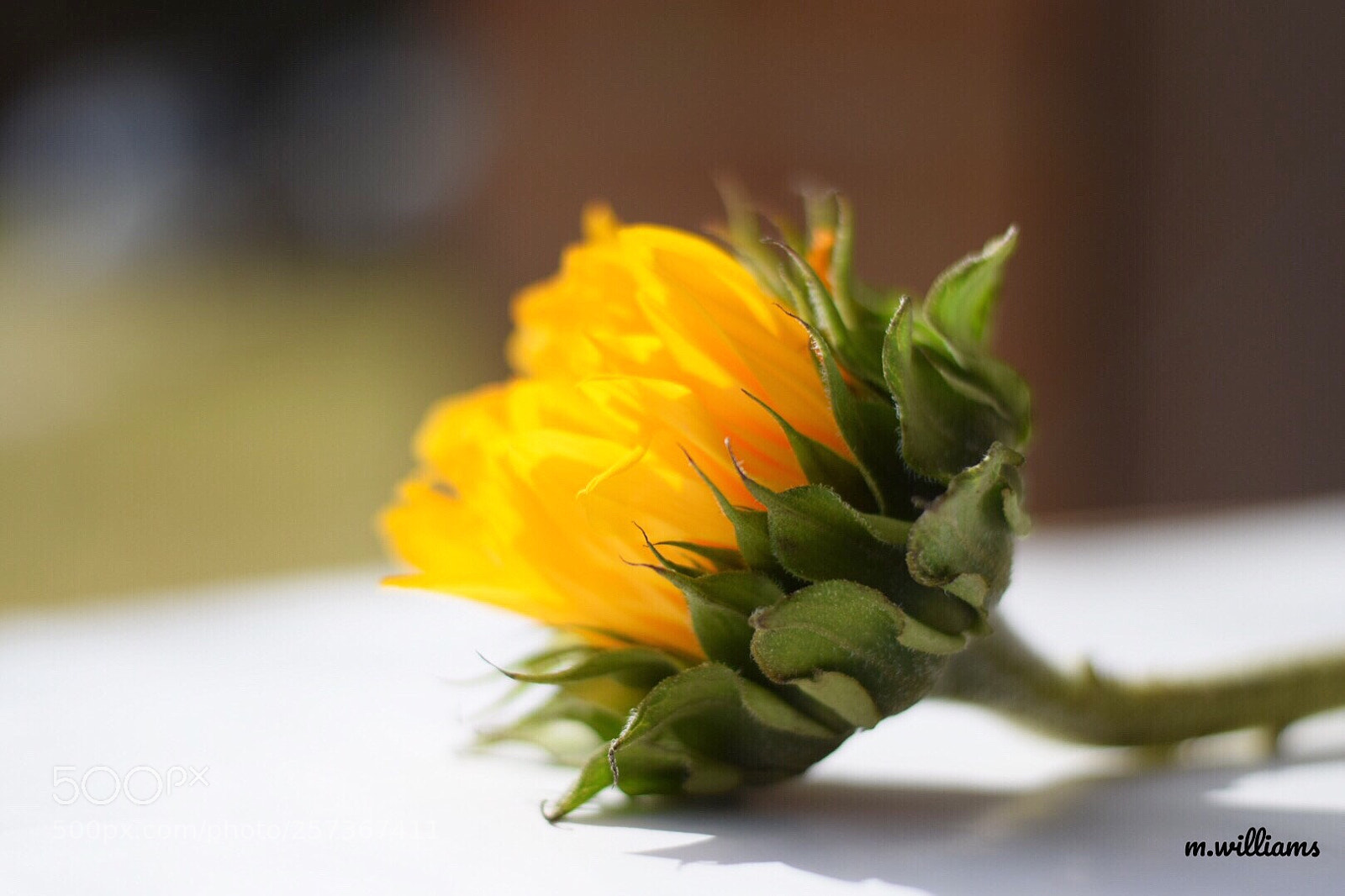 Nikon D3300 sample photo. Sunflower photography