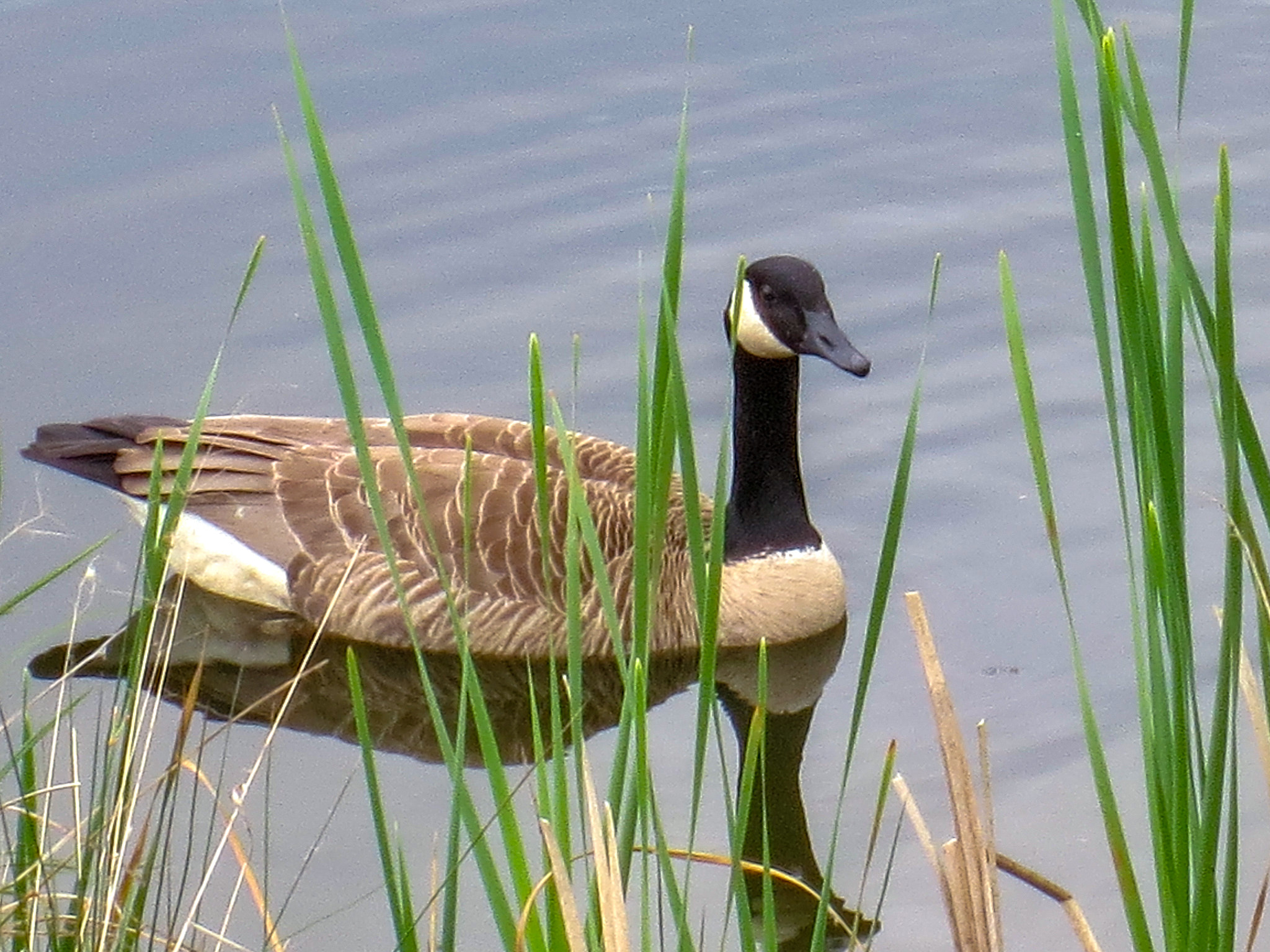 Canon POWERSHOT ELPH 320 HS sample photo. Duck photography