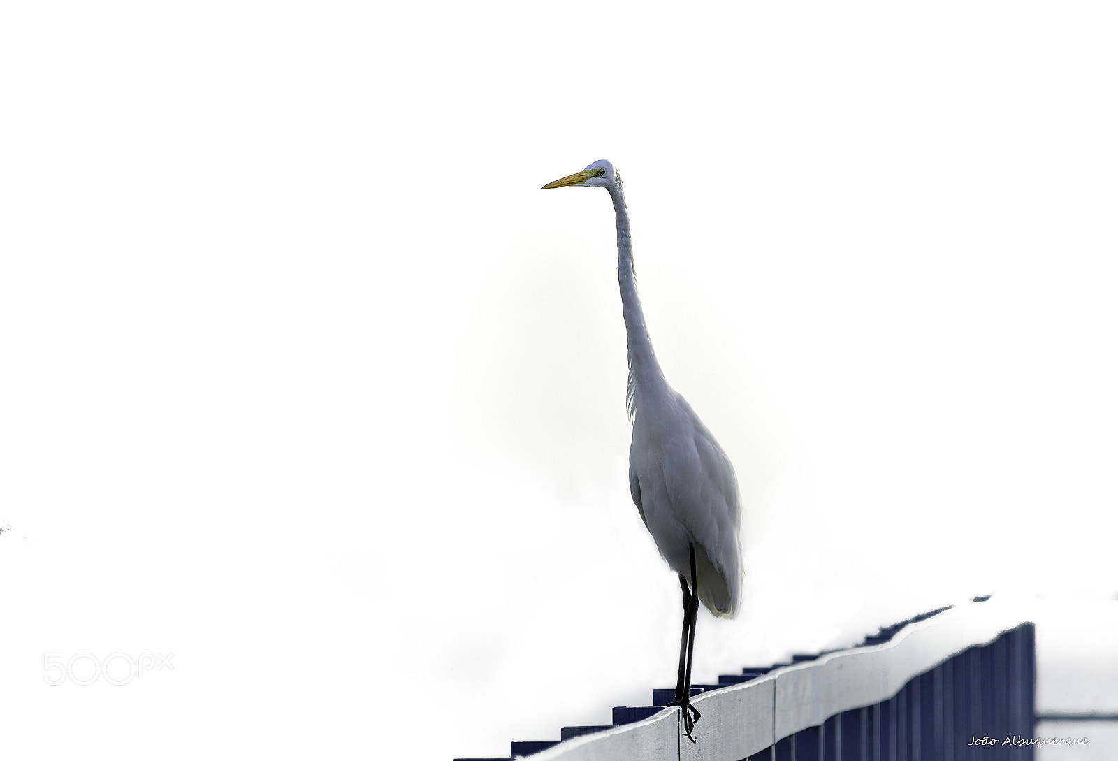 Nikon D5200 sample photo. The egret in the photography