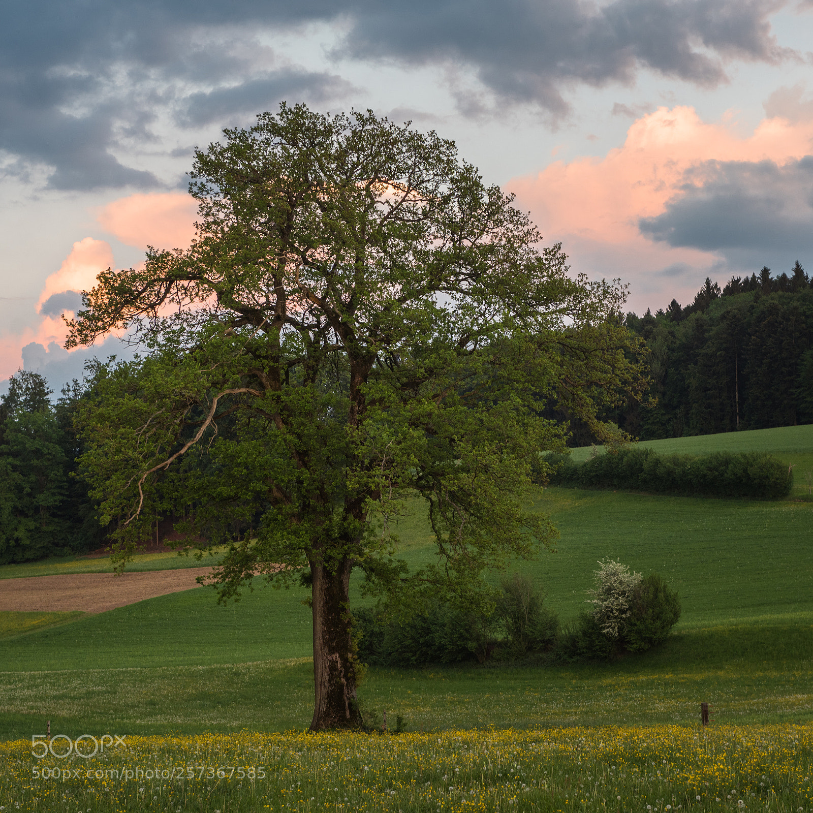 Nikon D810 sample photo. Spring evening photography