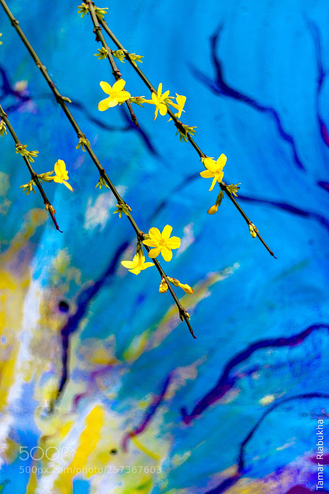 Canon EOS 500D (EOS Rebel T1i / EOS Kiss X3) sample photo. Street art and flowers photography