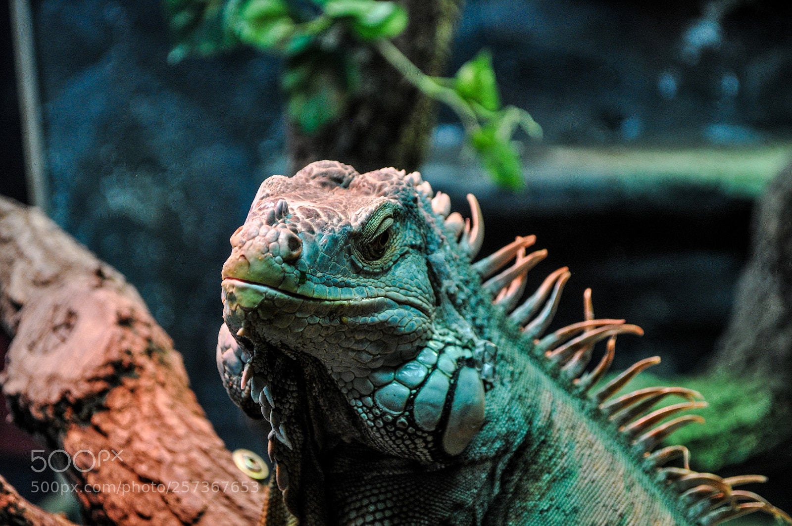 Nikon D5000 sample photo. Iguana photography